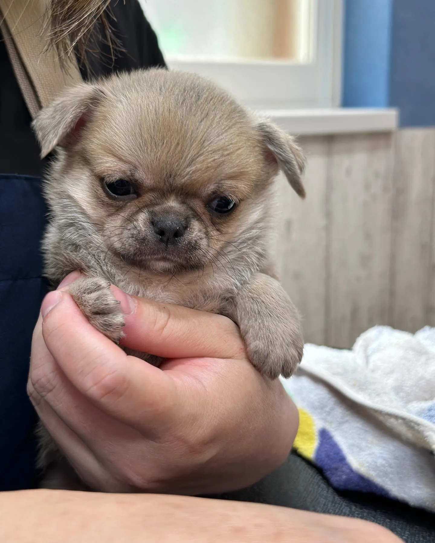 30日過ぎの子犬達🐶