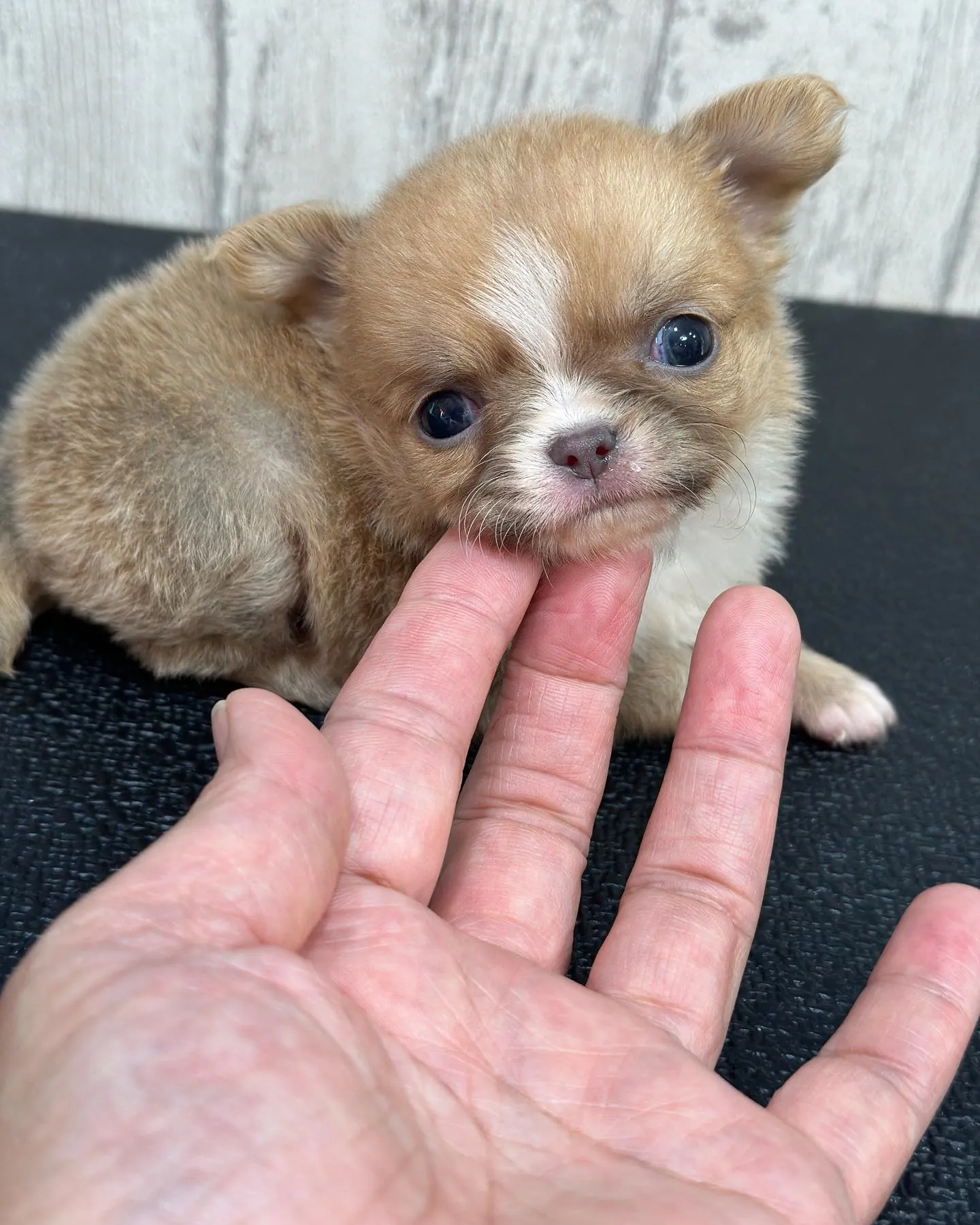 30日過ぎの子犬達🐶