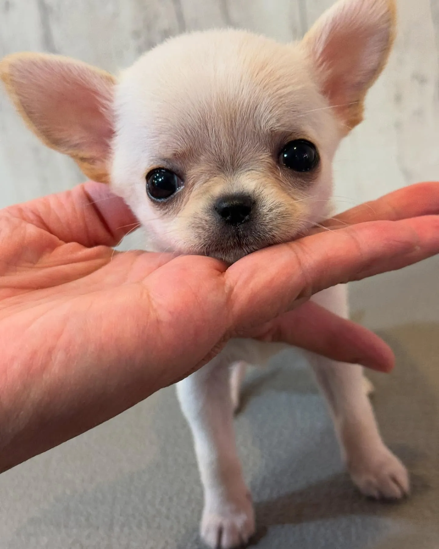 ご家族募集します！