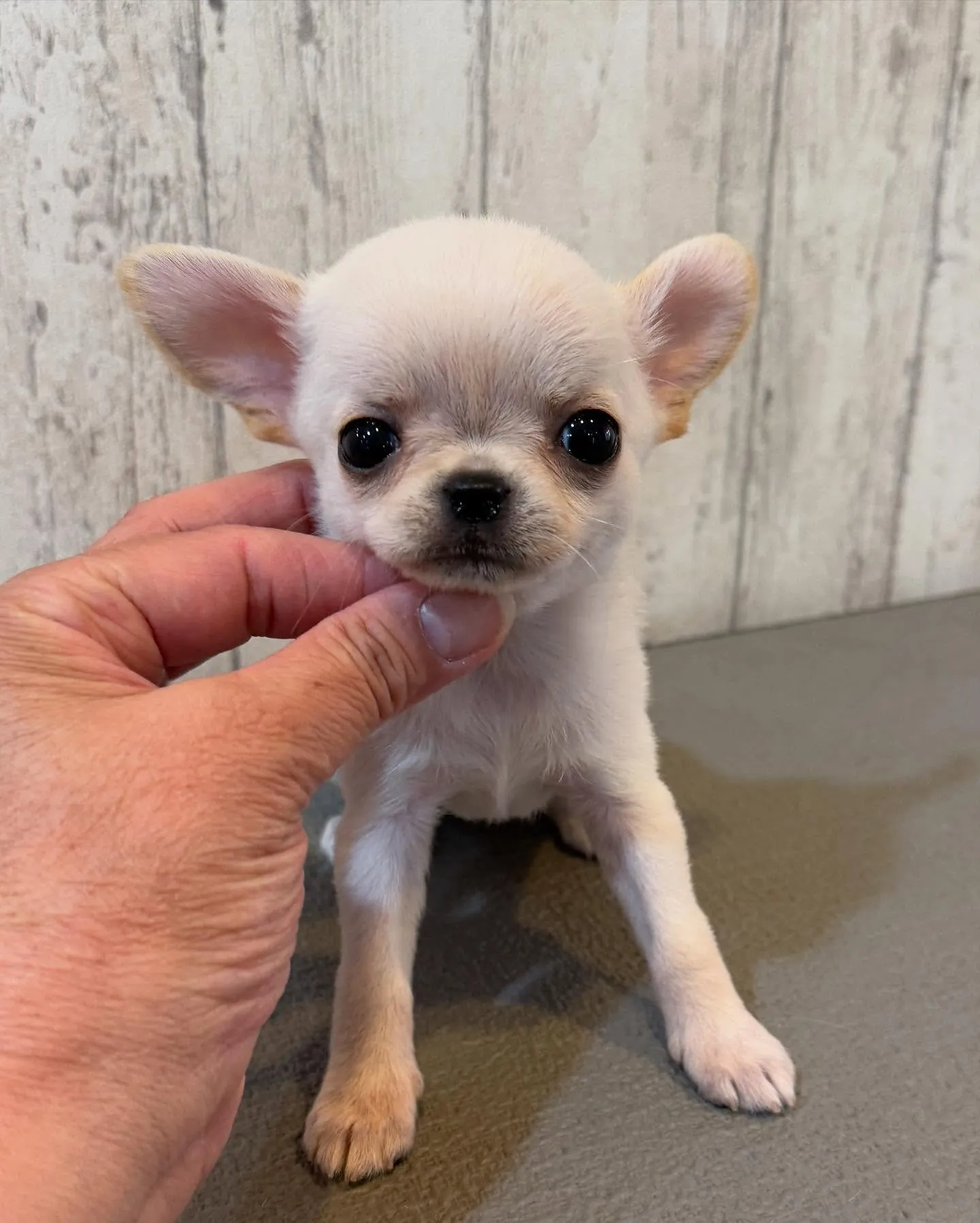 ご家族募集します！