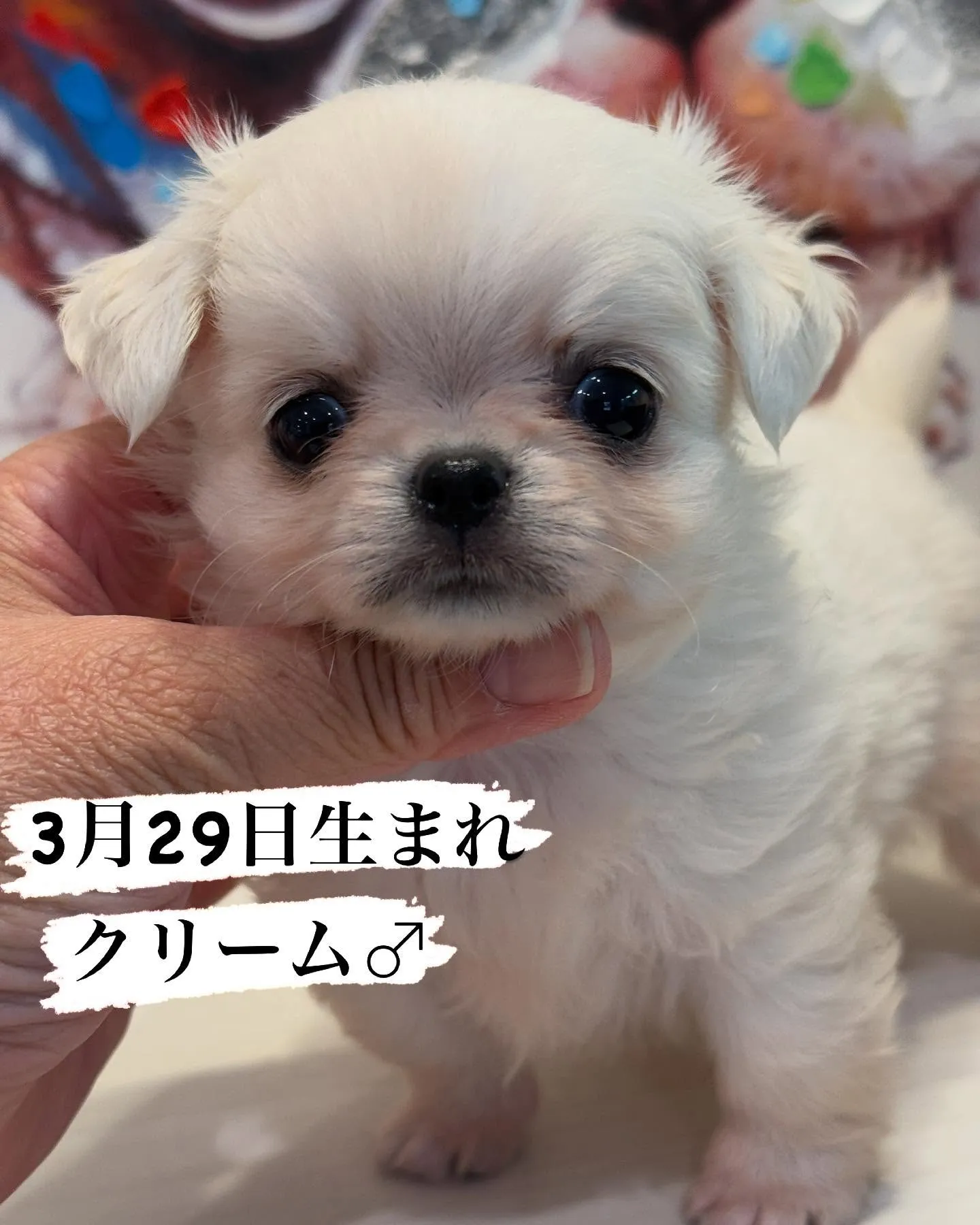 クリームの男の子家族募集します