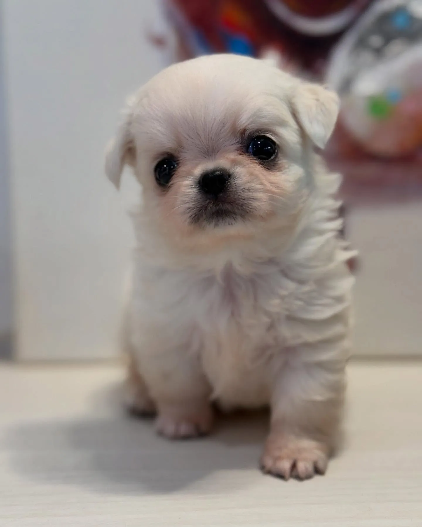 クリームの男の子家族募集します