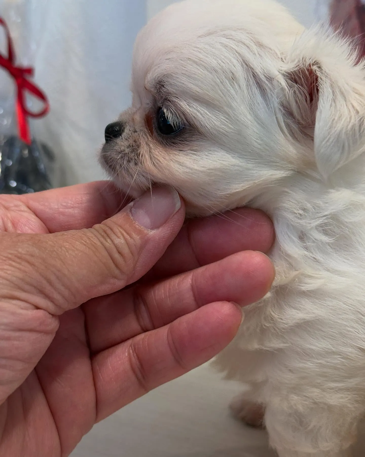 クリームの男の子家族募集します