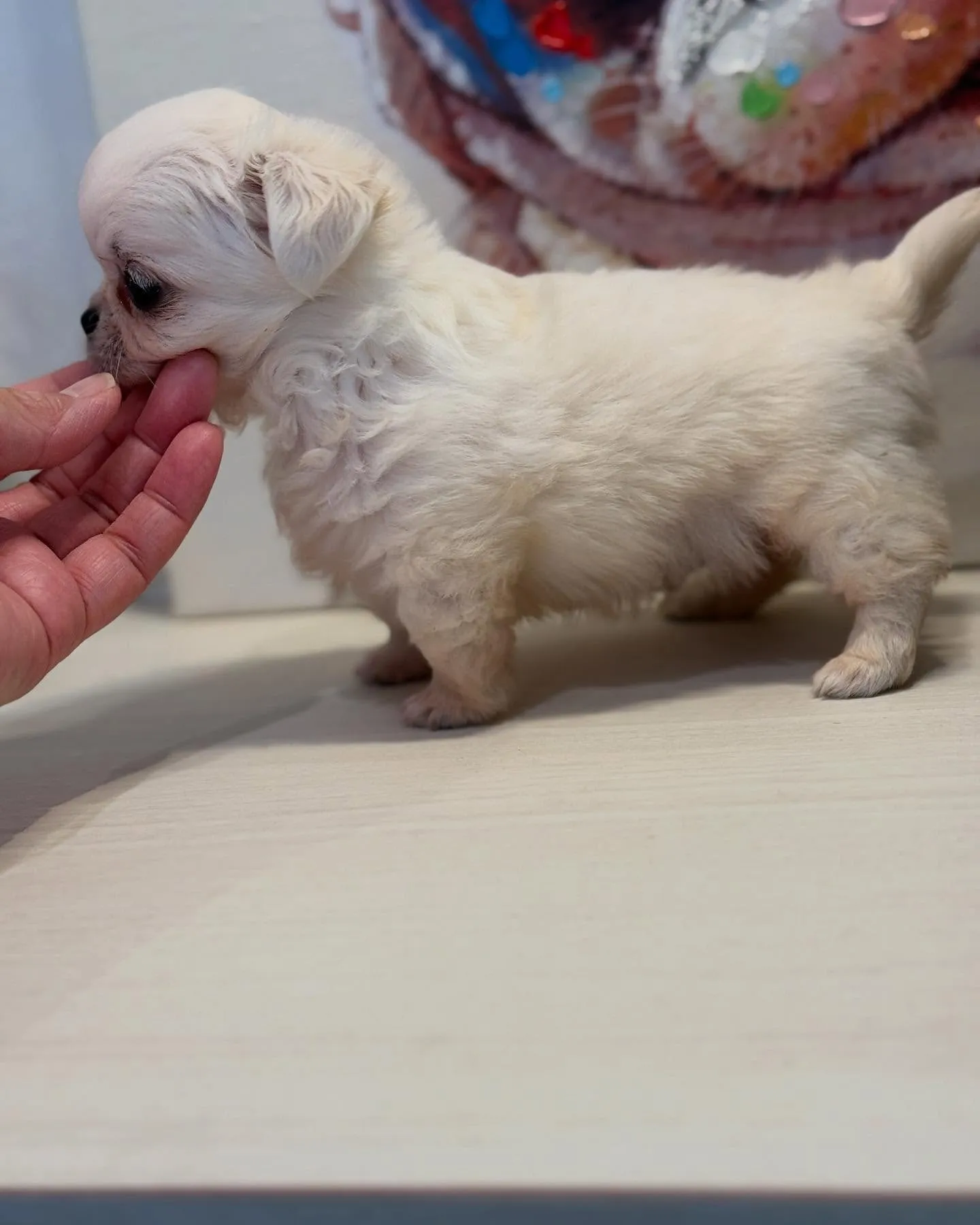 クリームの男の子家族募集します