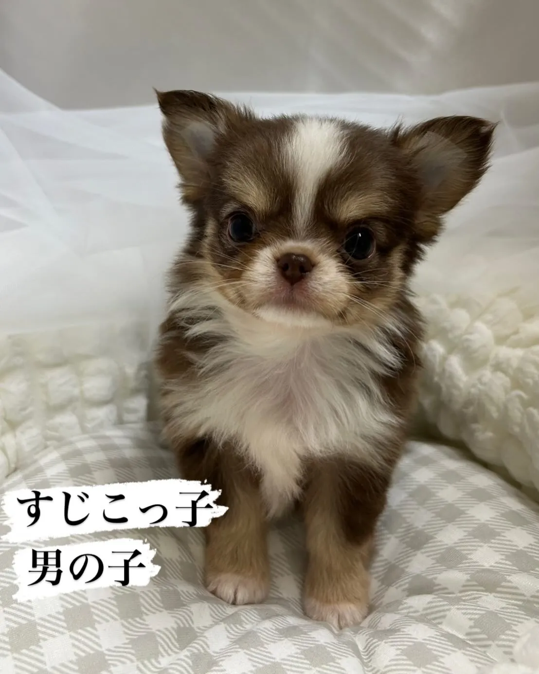 新しい家族を募集します