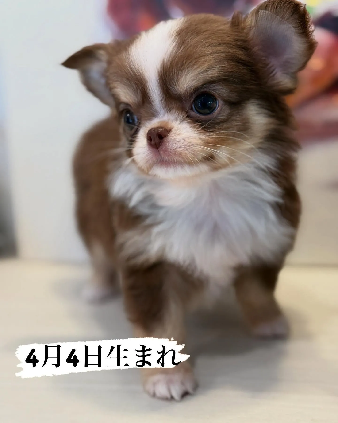 新しい家族を募集します