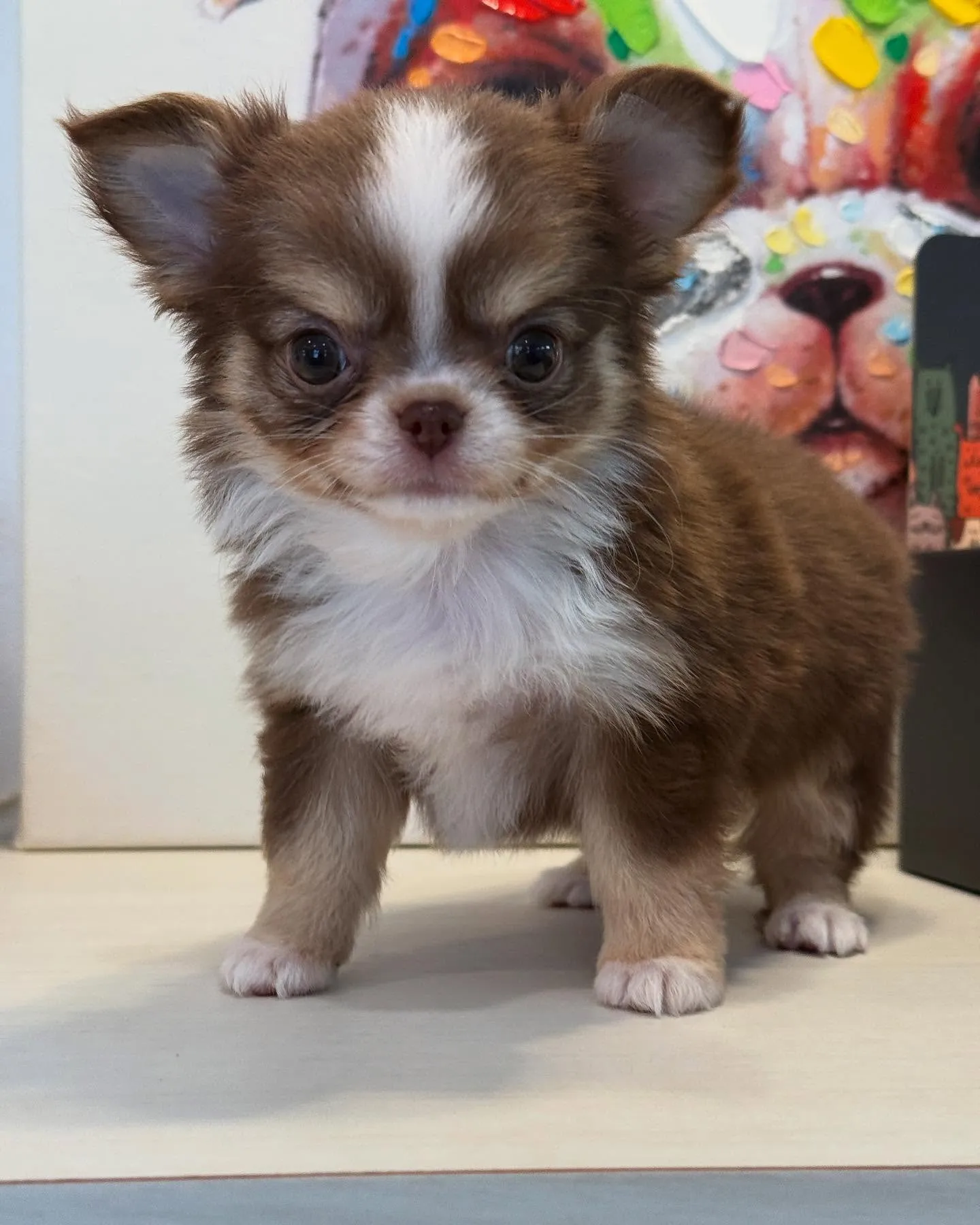 新しい家族を募集します