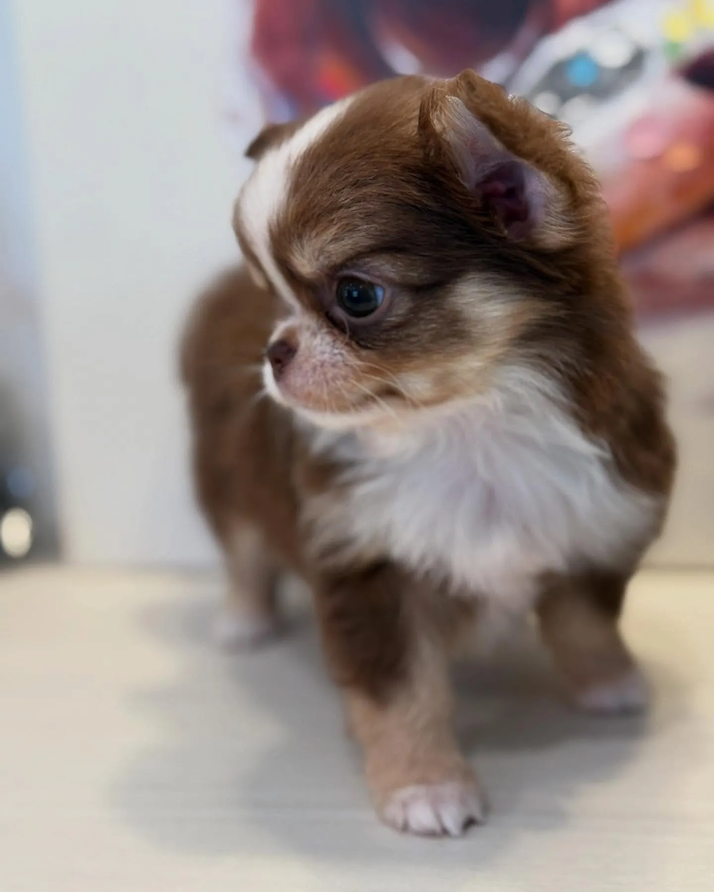 新しい家族を募集します