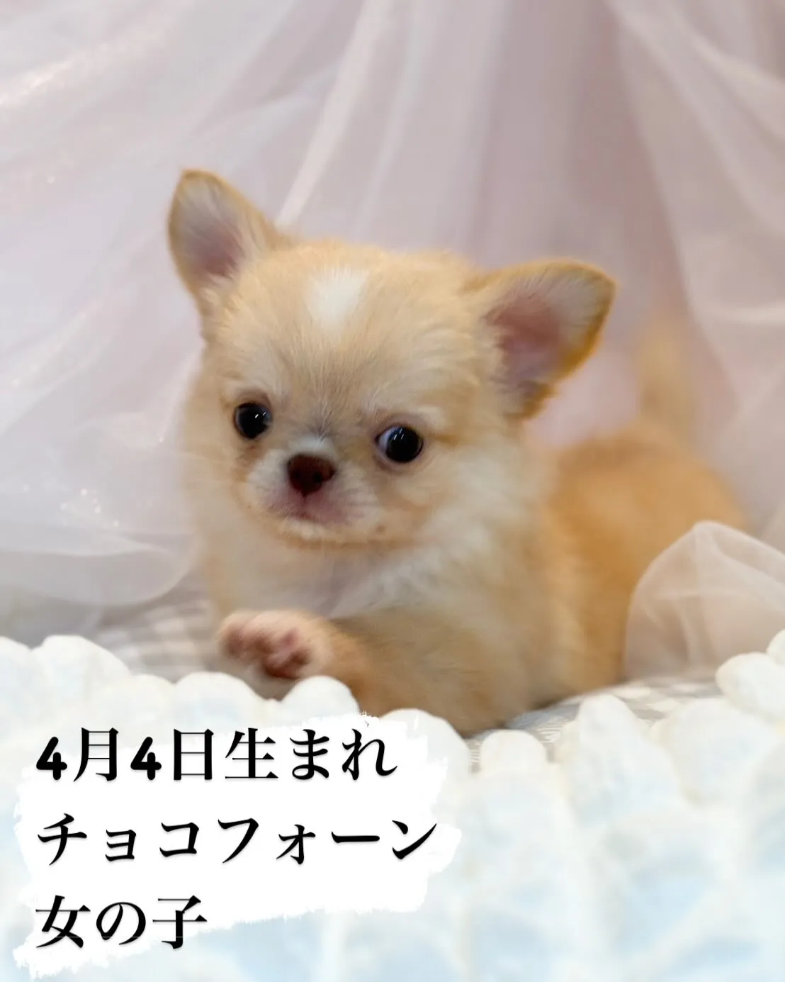 ご家族募集します