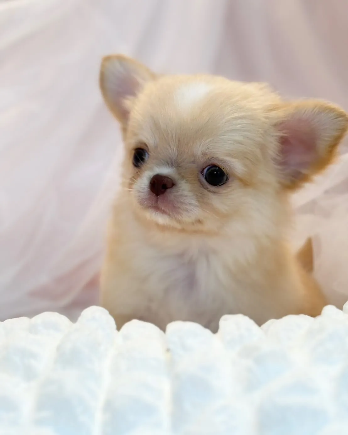 ご家族募集します