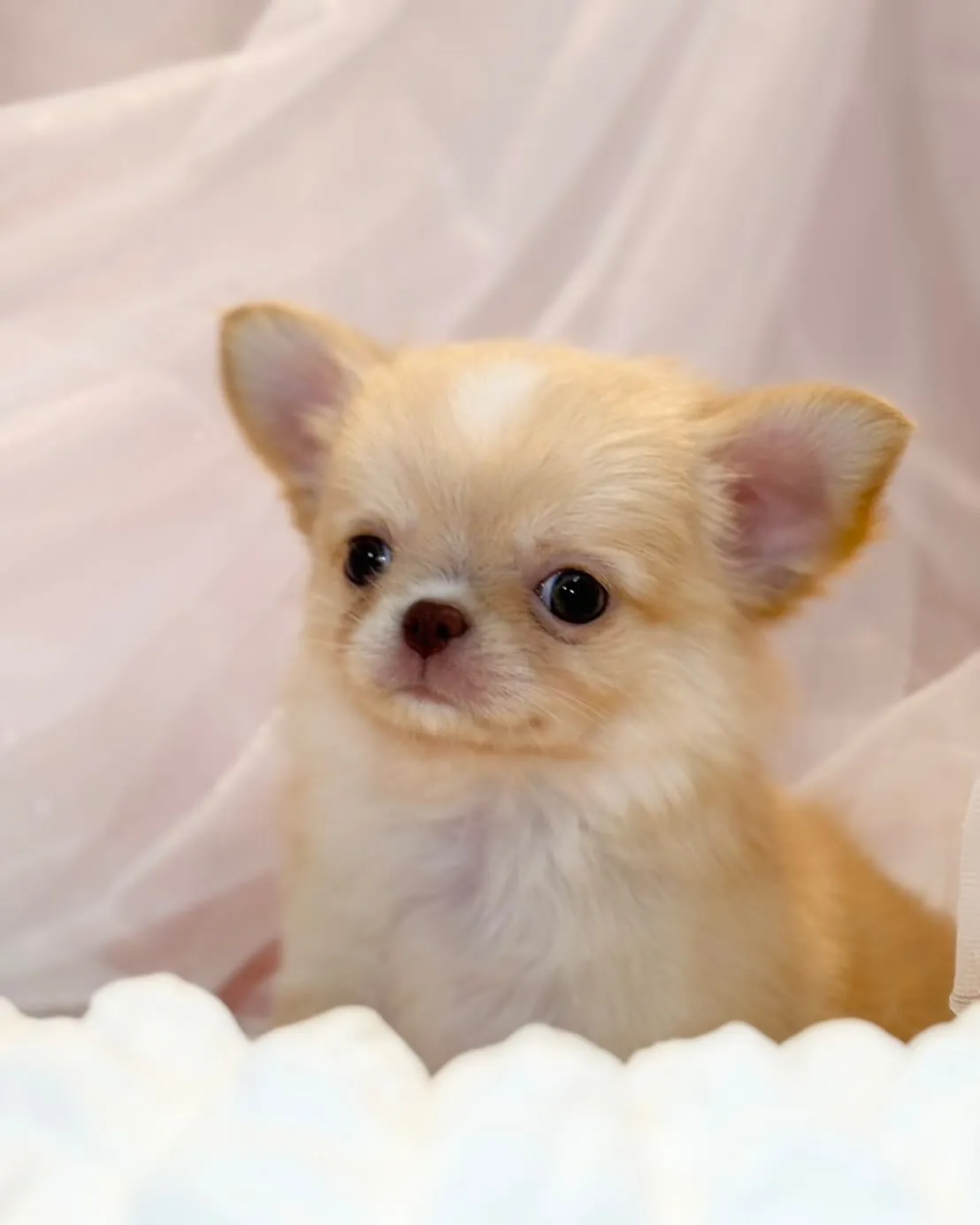 ご家族募集します