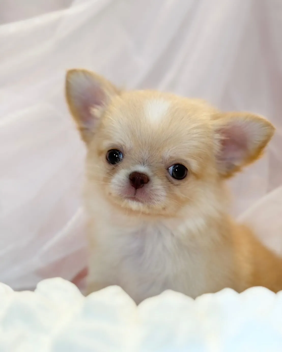 ご家族募集します