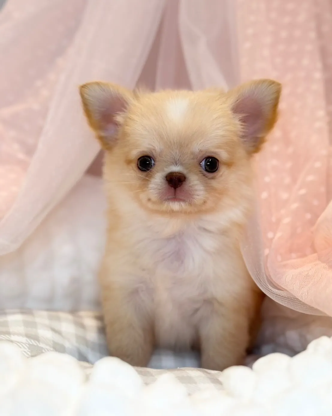 ご家族募集します