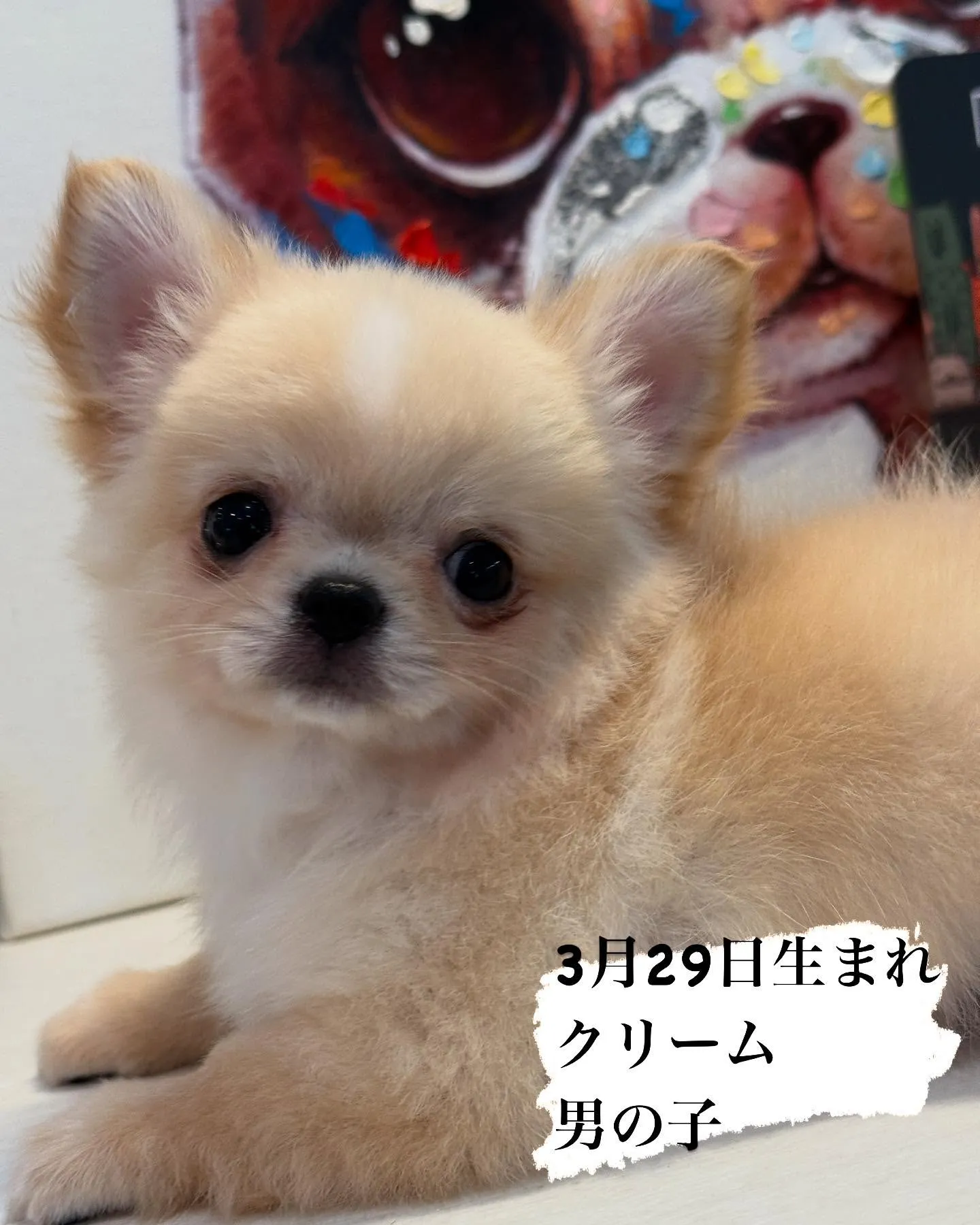 新しいご家族募集します！