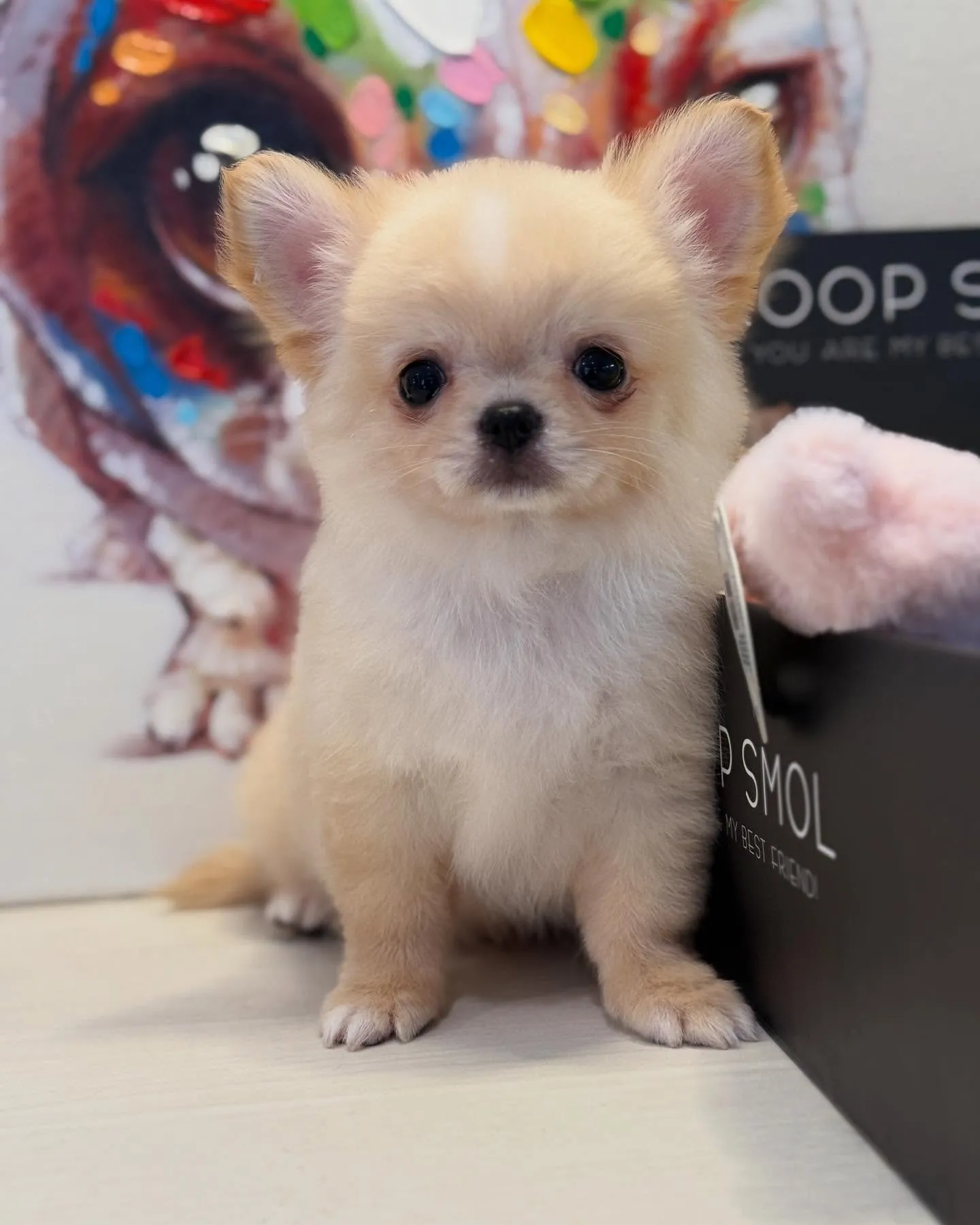 新しいご家族募集します！