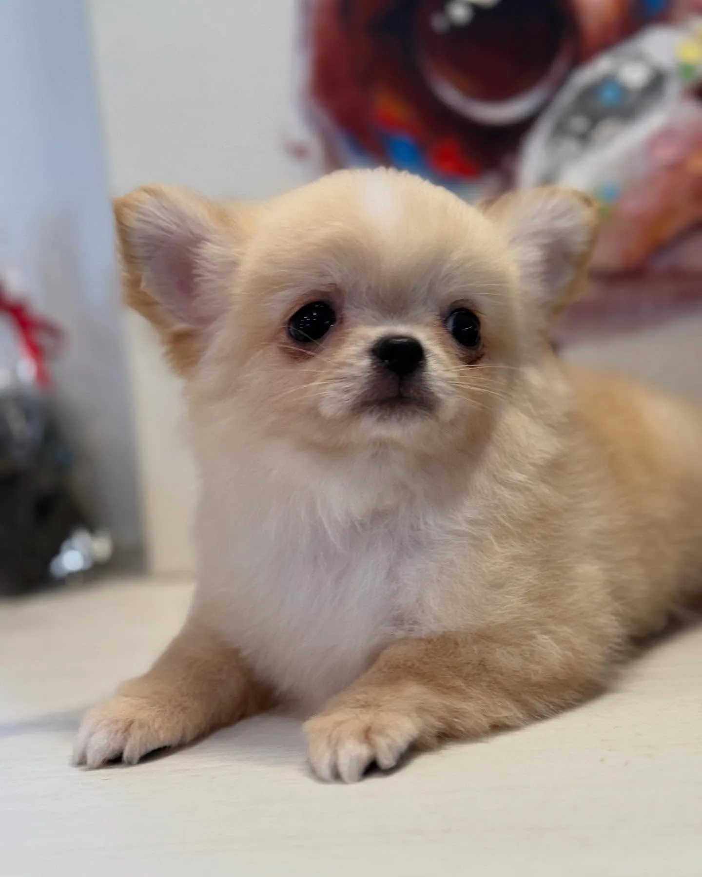 新しいご家族募集します！