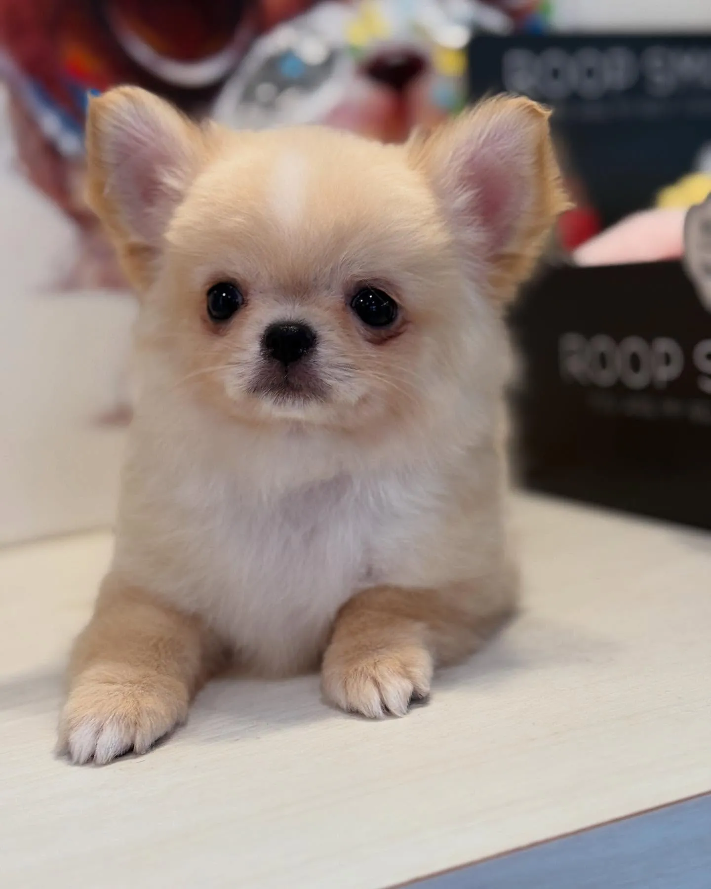 新しいご家族募集します！