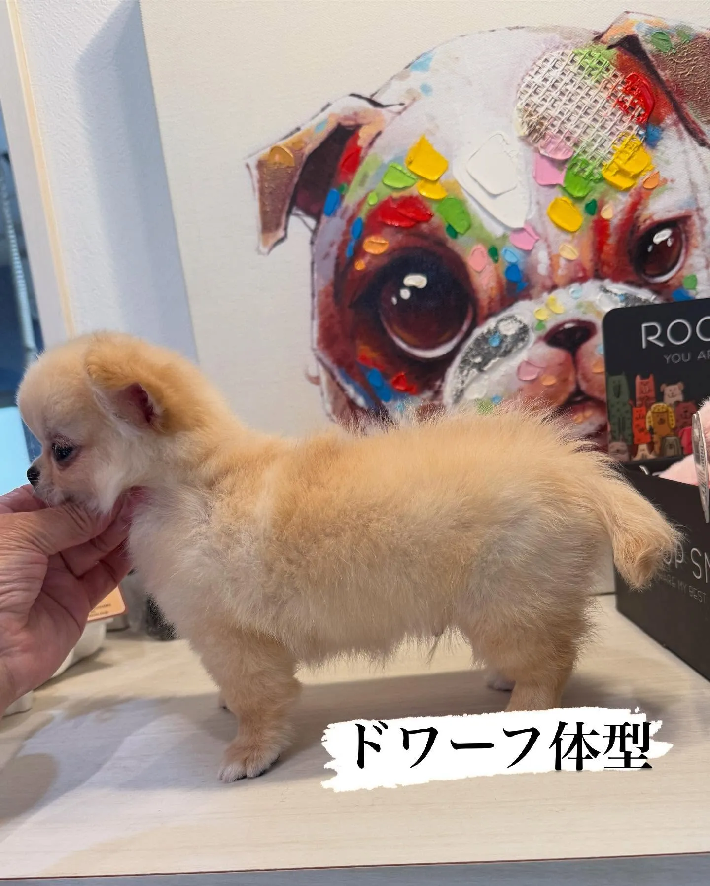 新しいご家族募集します！