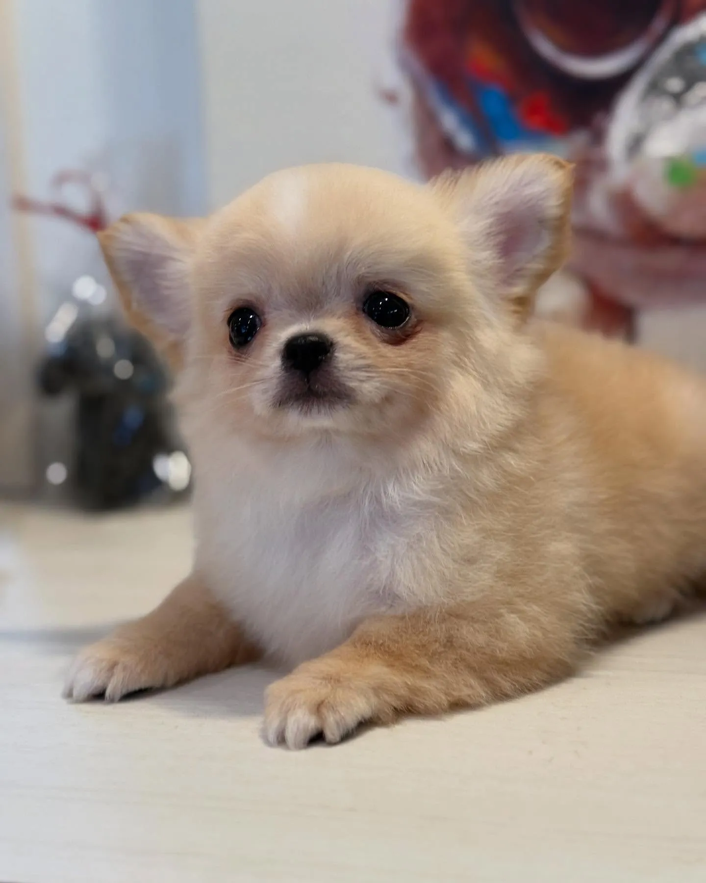 新しいご家族募集します！