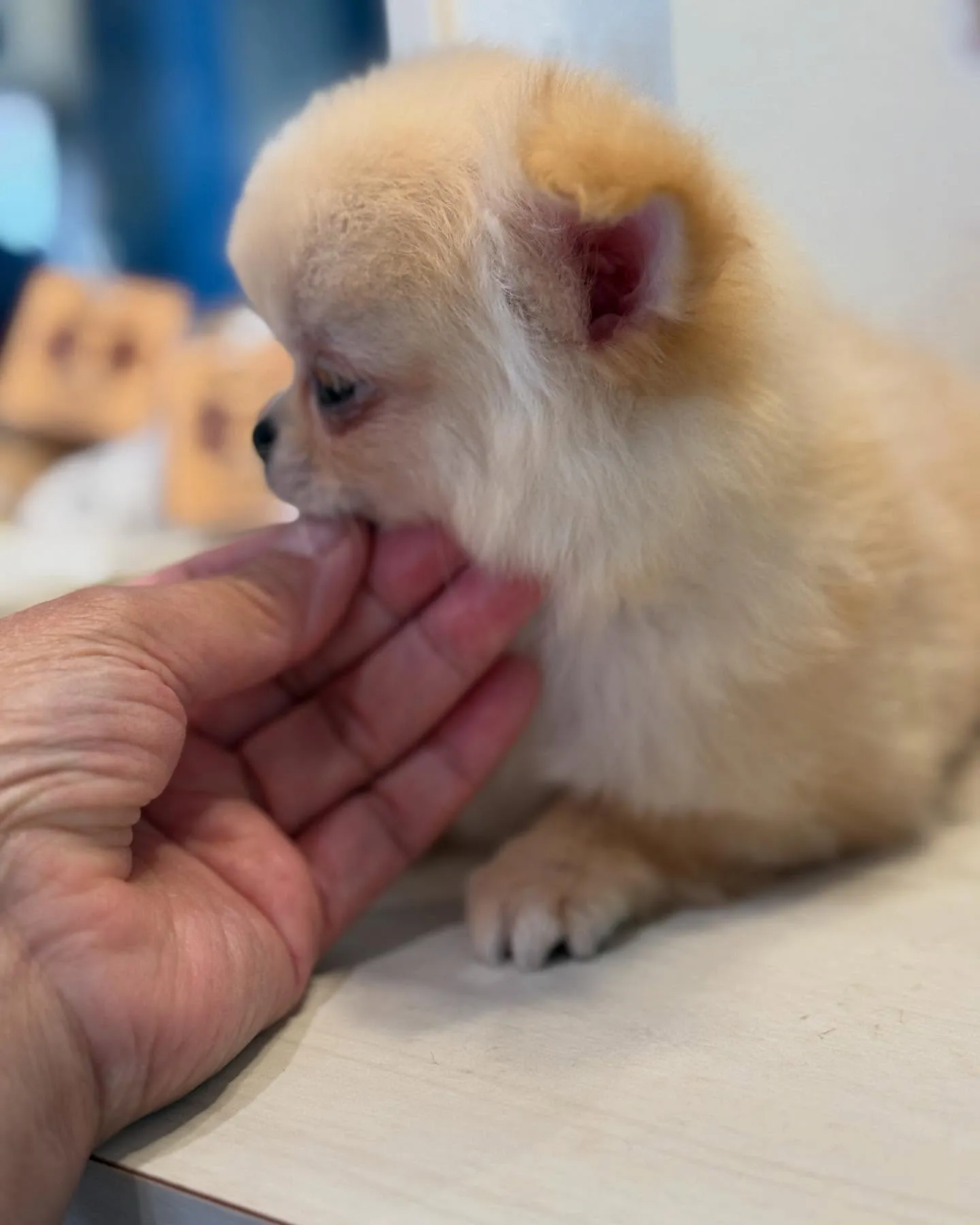 新しいご家族募集します！