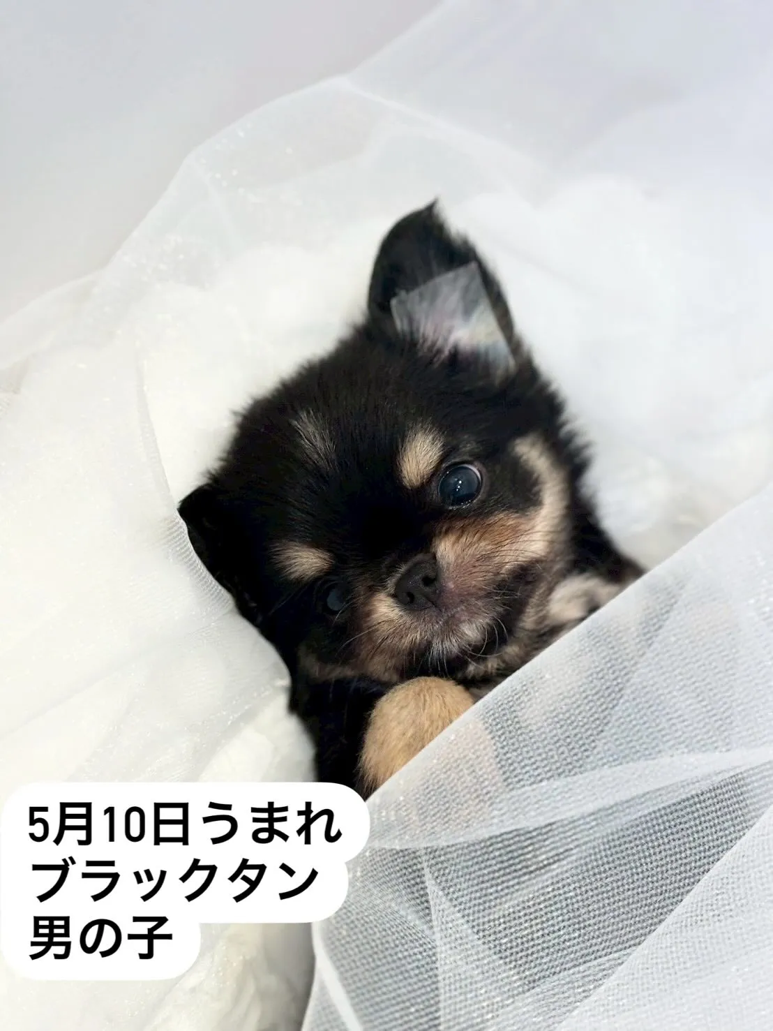 子犬分譲します🐶