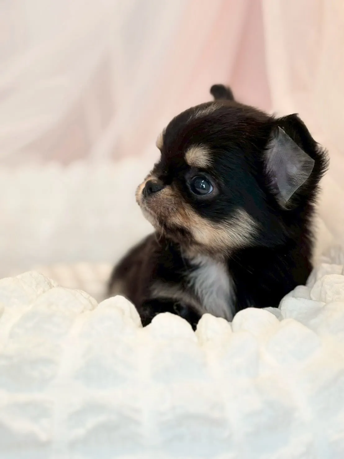 子犬分譲します🐶