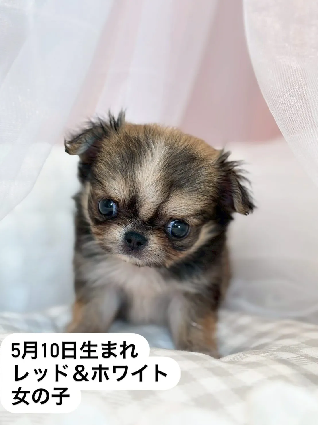 子犬分譲します🐶