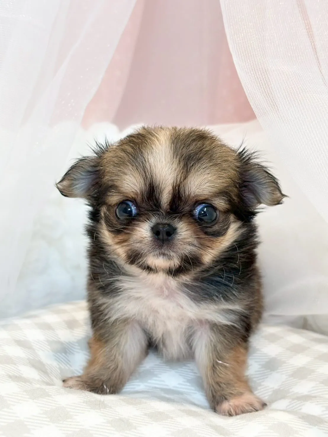 子犬分譲します🐶