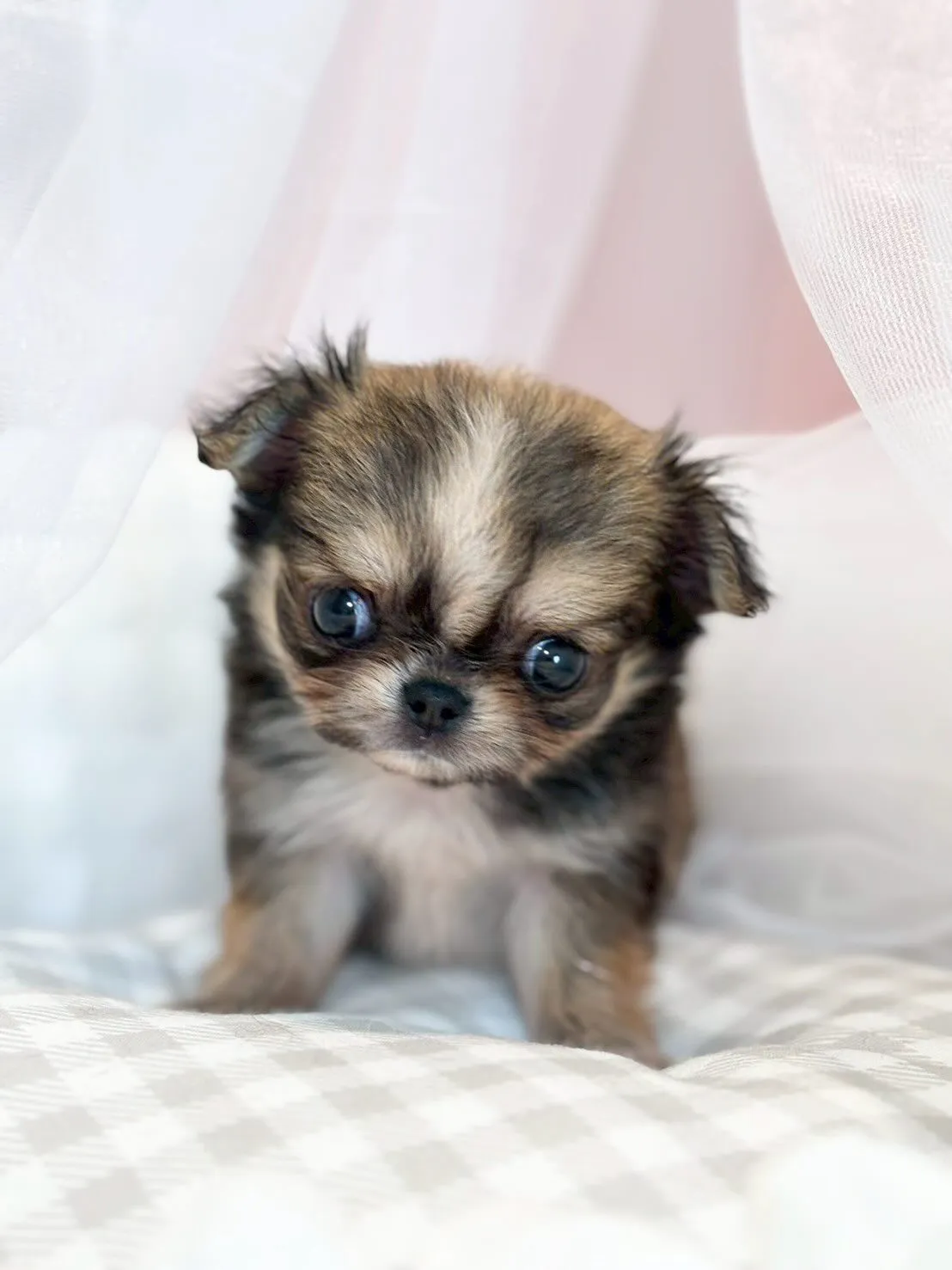 子犬分譲します🐶