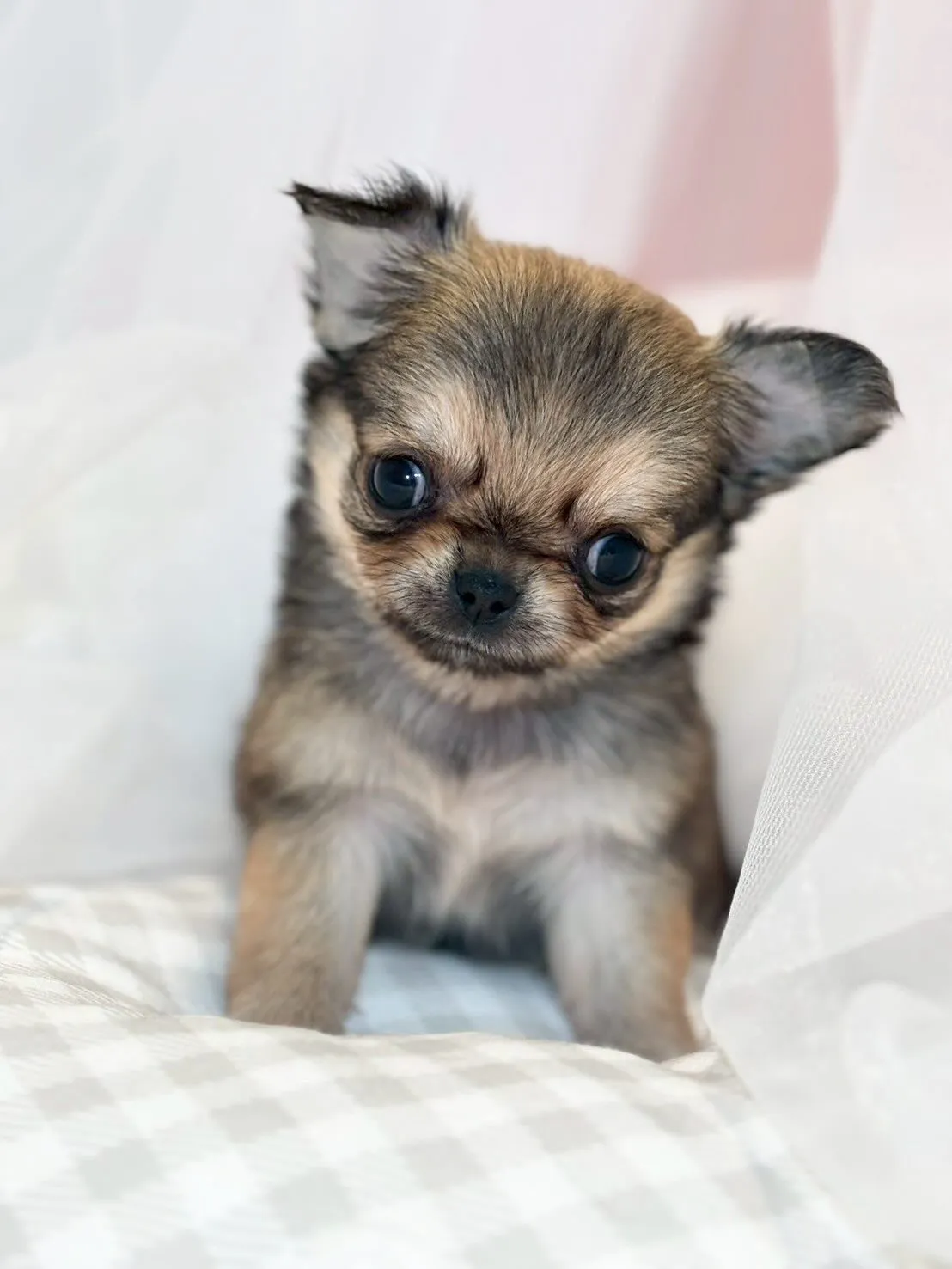 子犬分譲します🐶