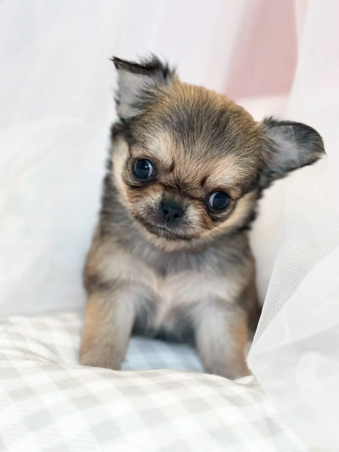 子犬分譲します🐶