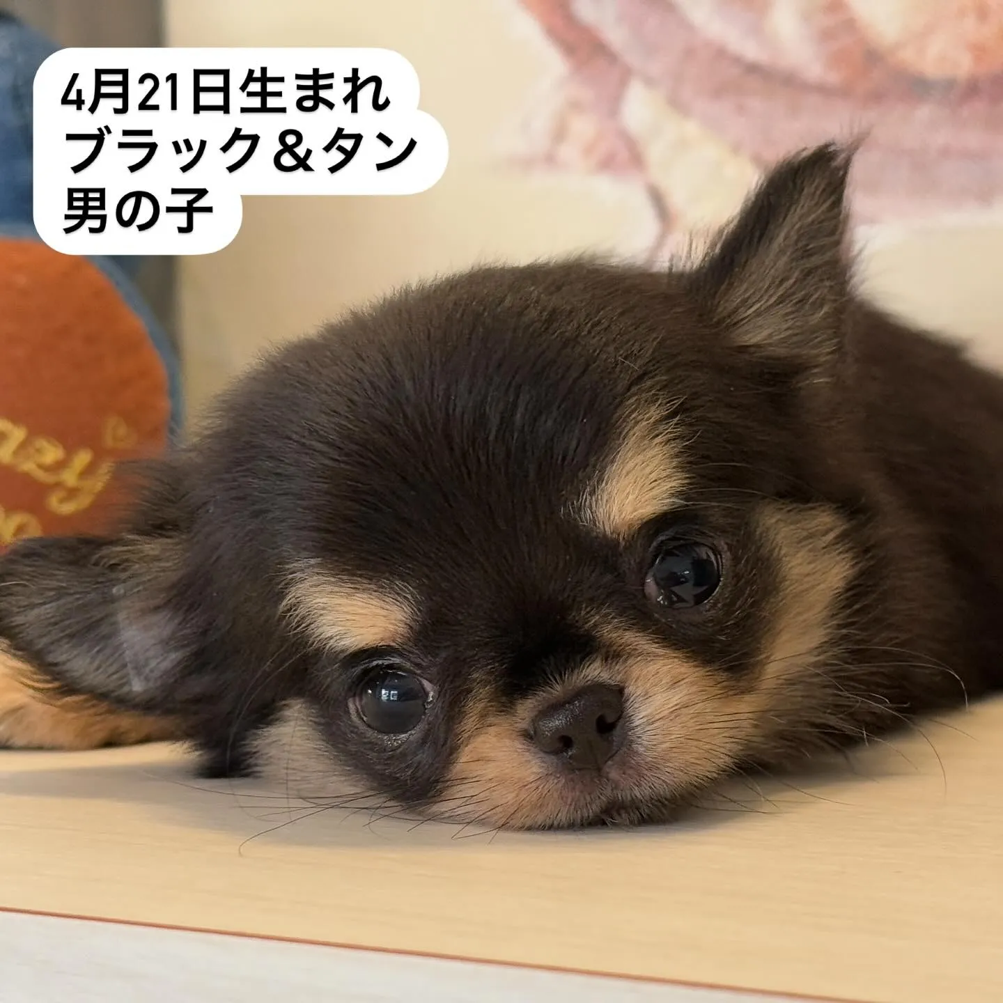 新しい家族を募集中