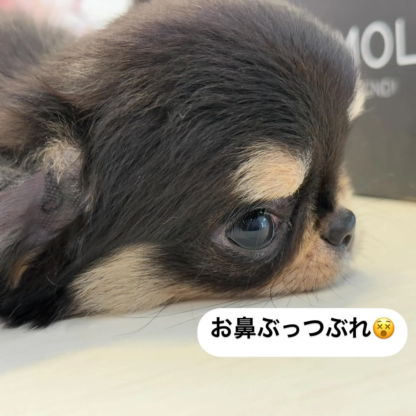 新しい家族を募集中