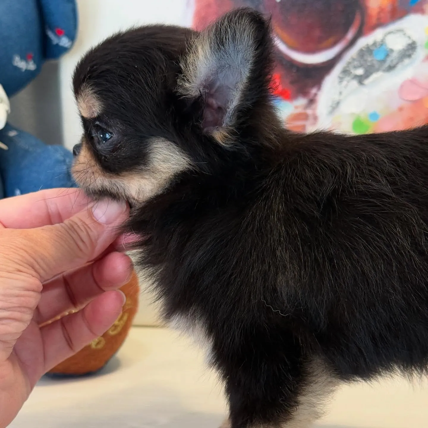 新しい家族を募集中