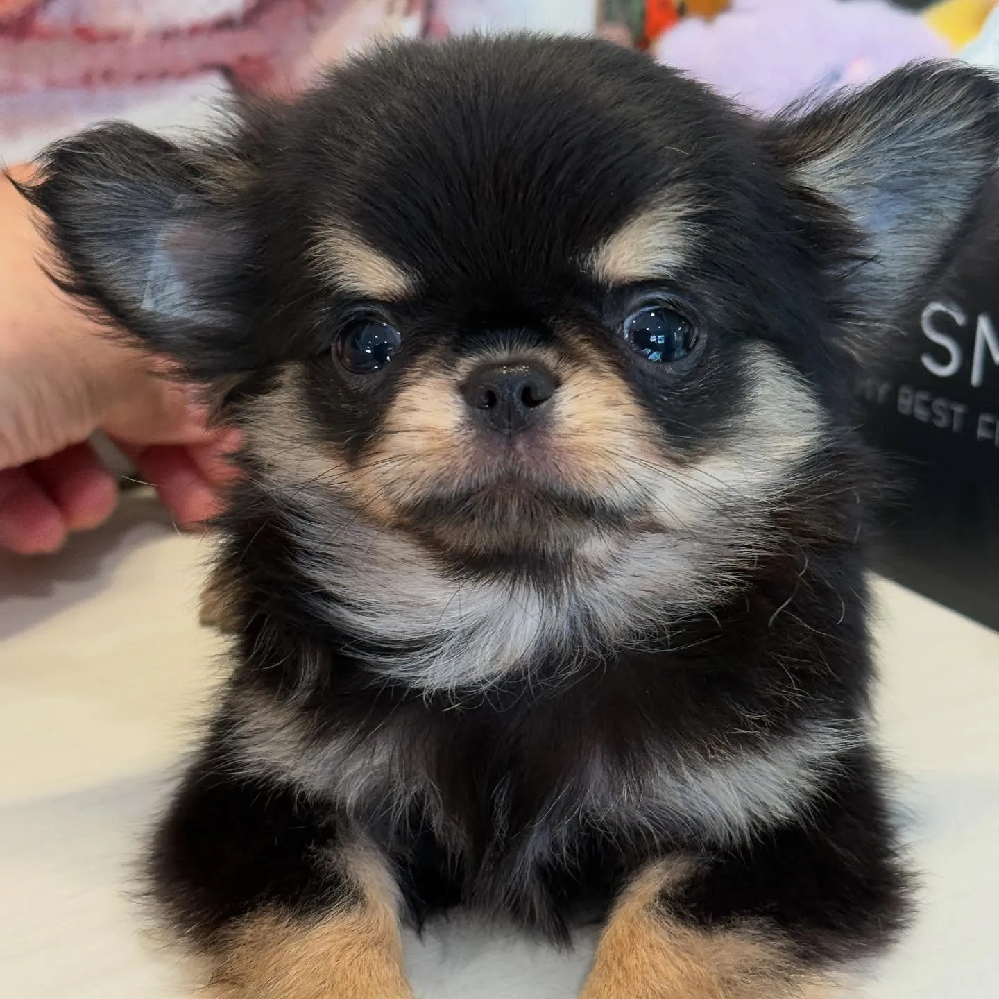 新しい家族を募集中