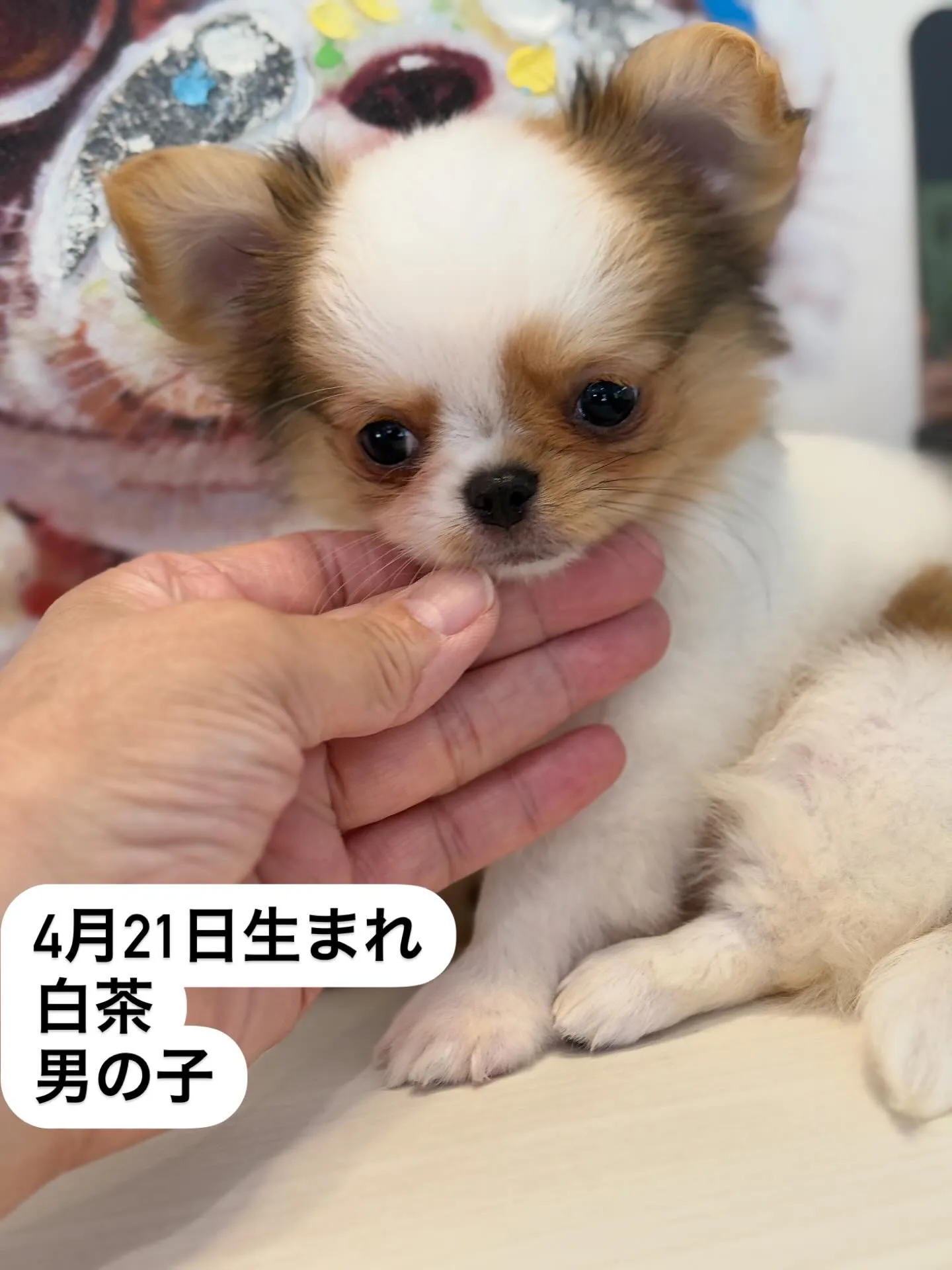 新しいご家族を募集します