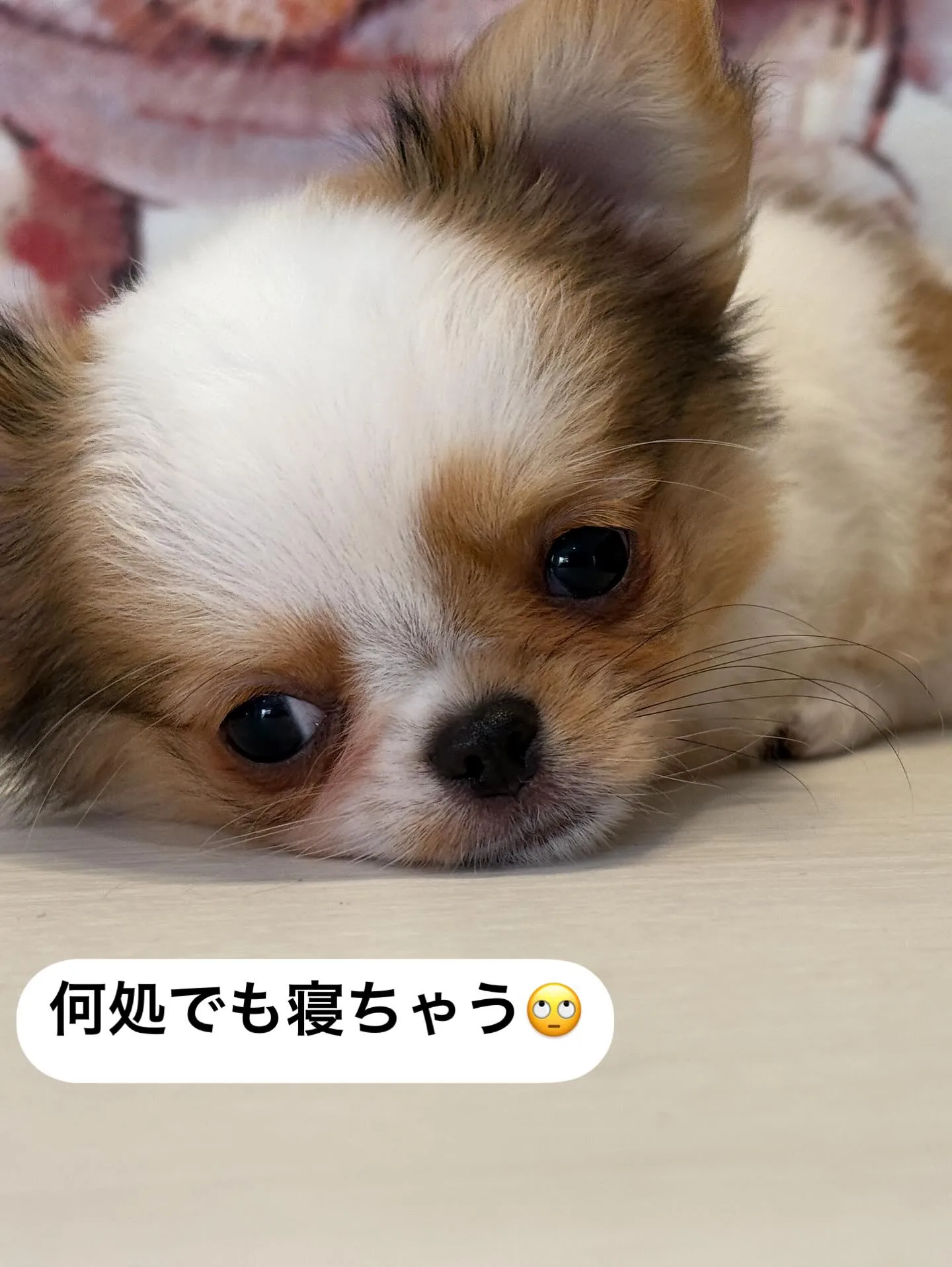 新しいご家族を募集します