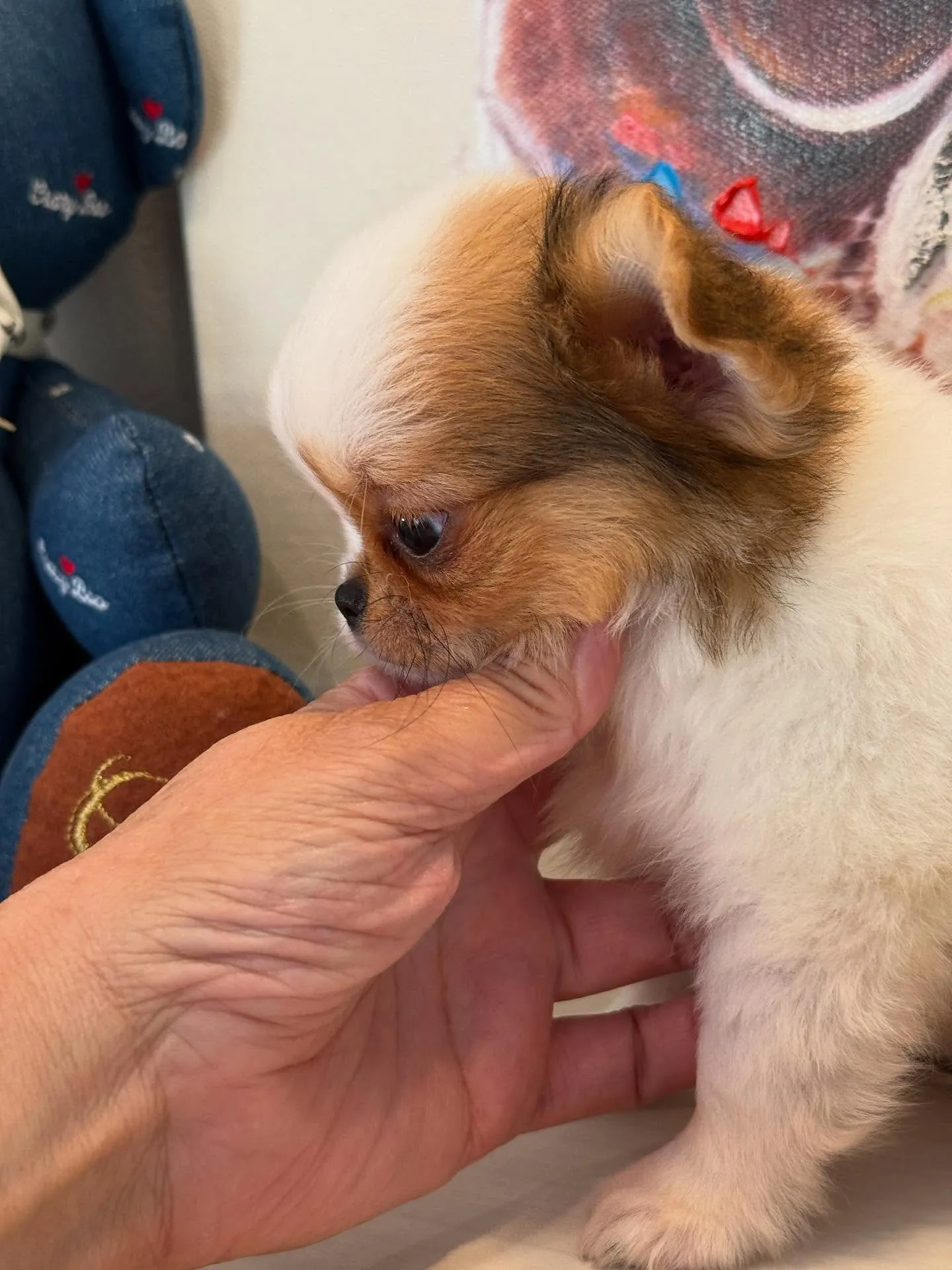 新しいご家族を募集します