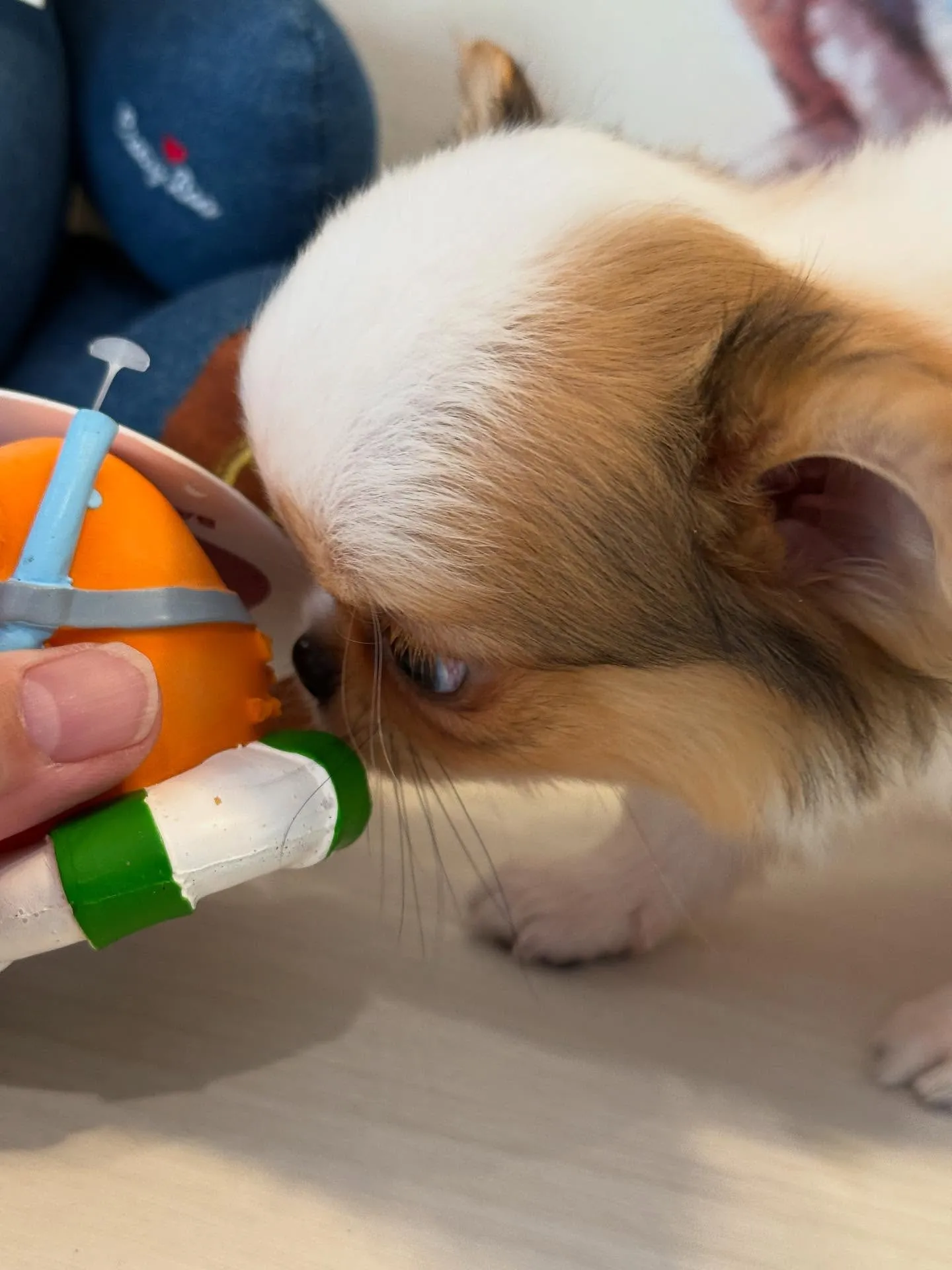 新しいご家族を募集します