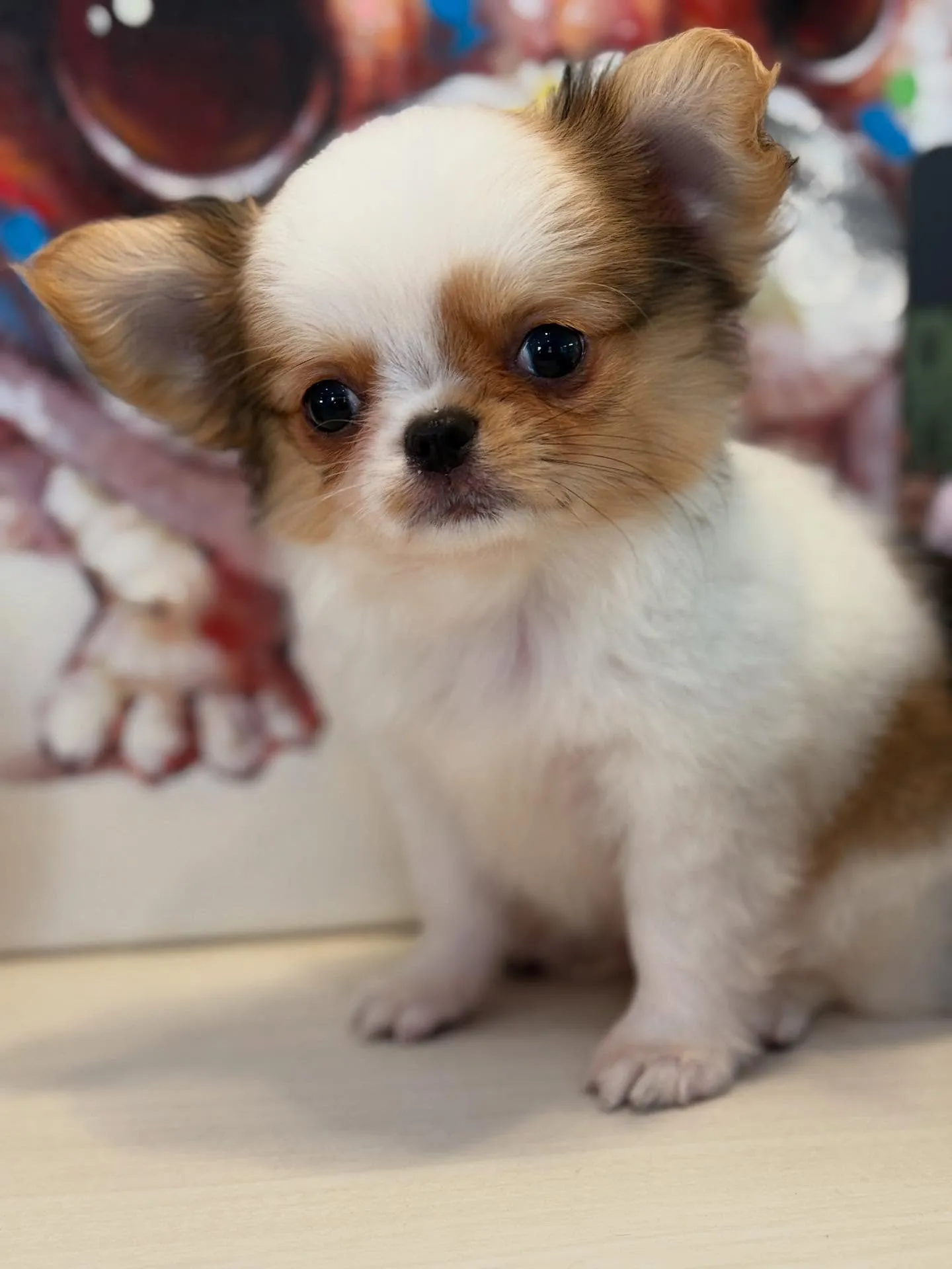 新しいご家族を募集します