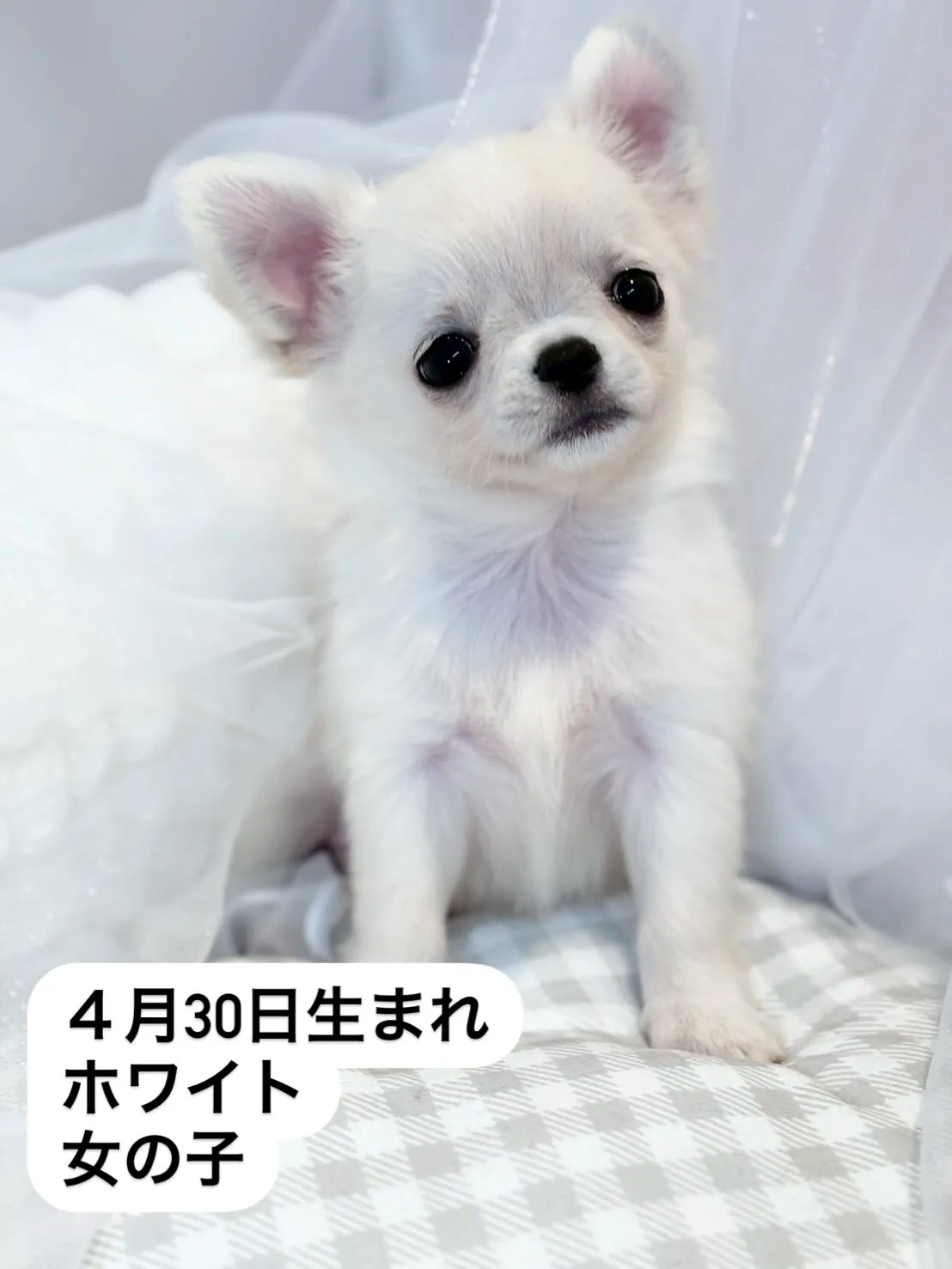 子犬分譲します🐶