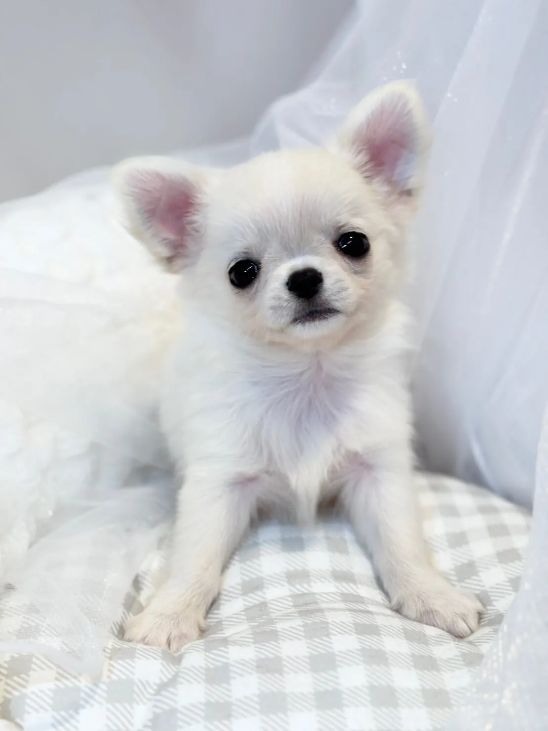 子犬分譲します🐶