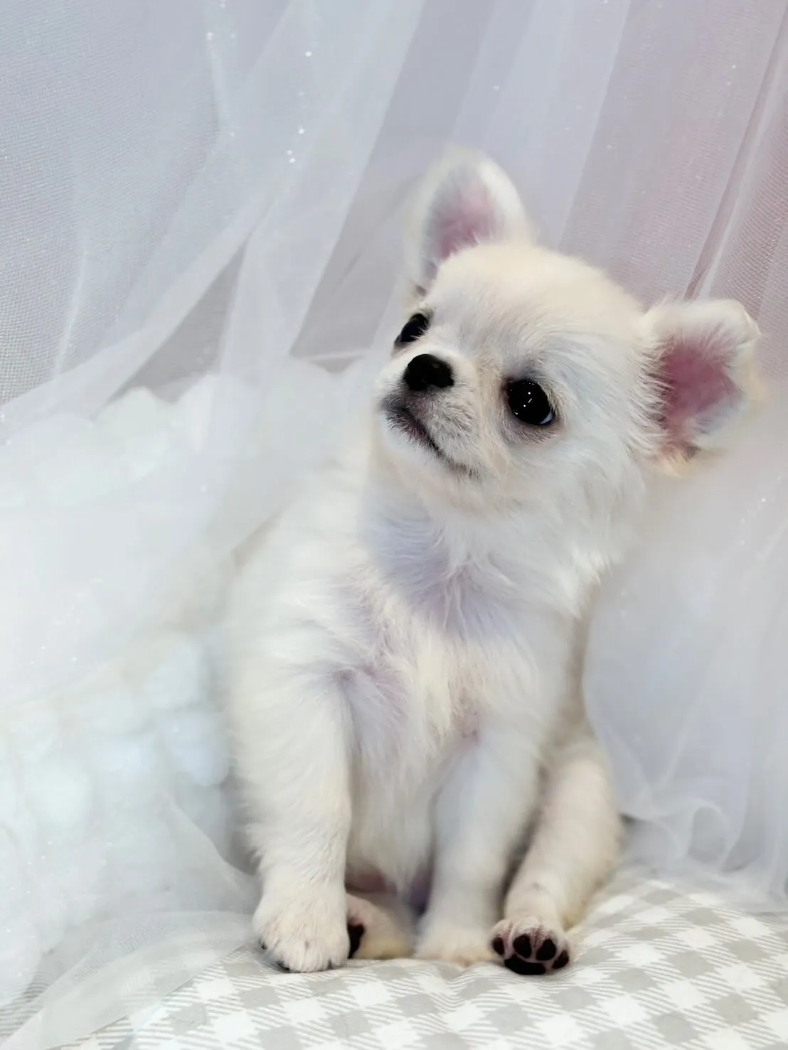 子犬分譲します🐶