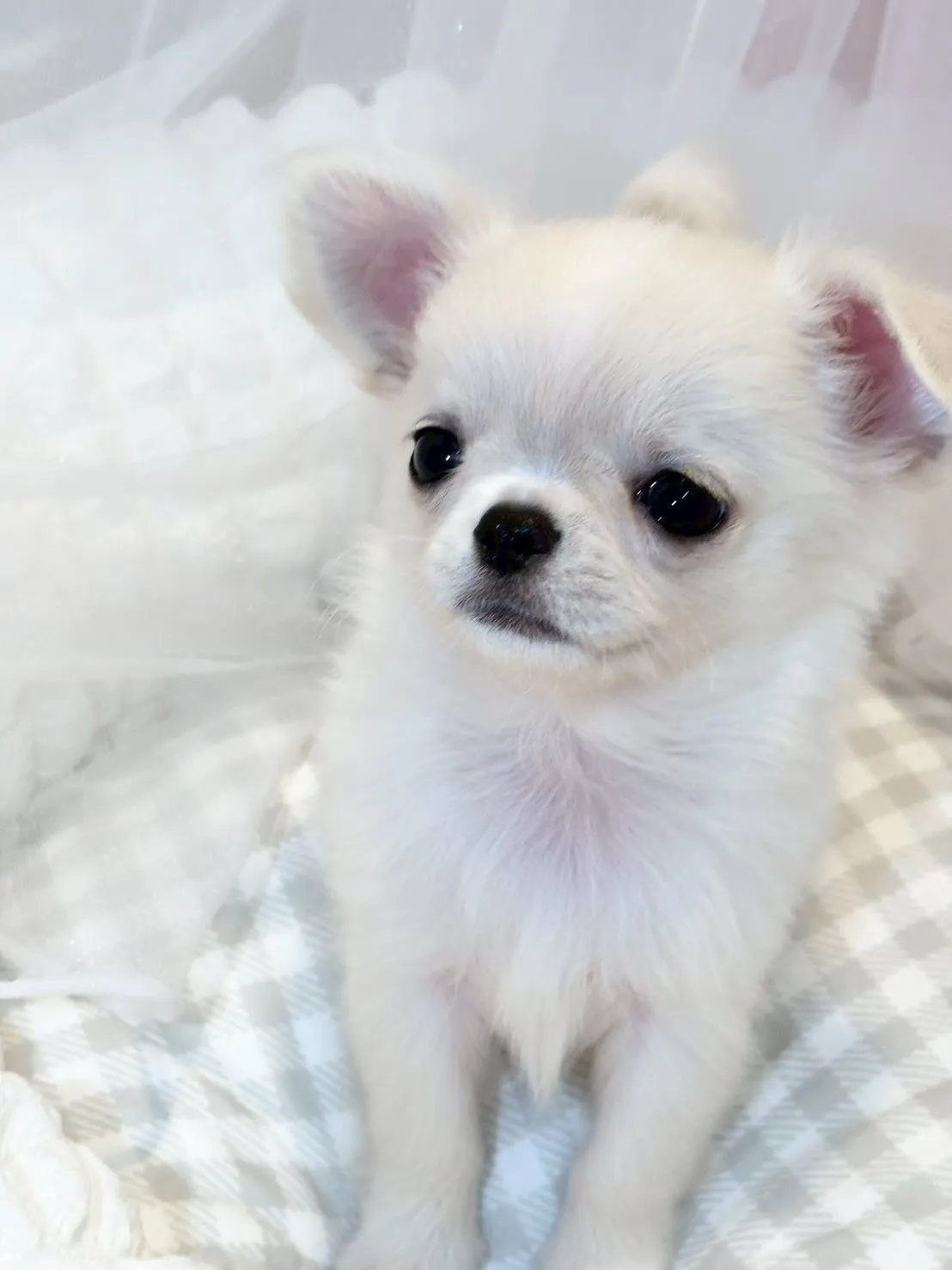 子犬分譲します🐶