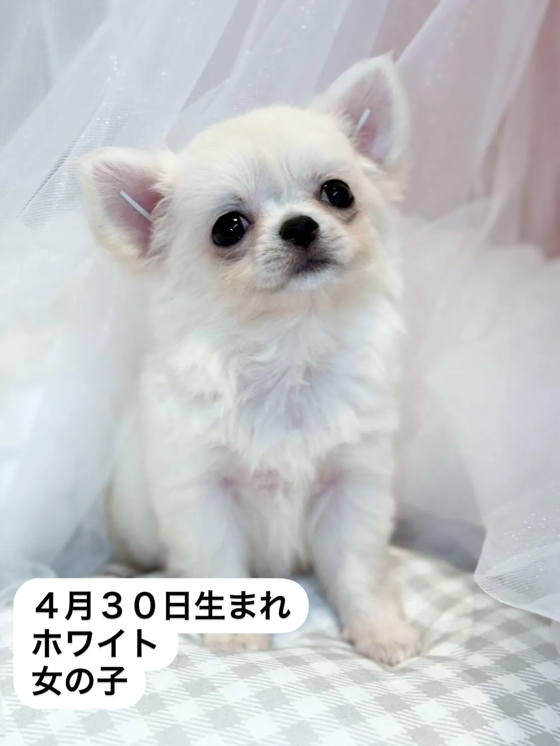 子犬分譲します