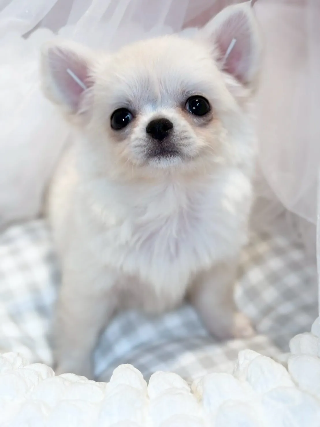 子犬分譲します