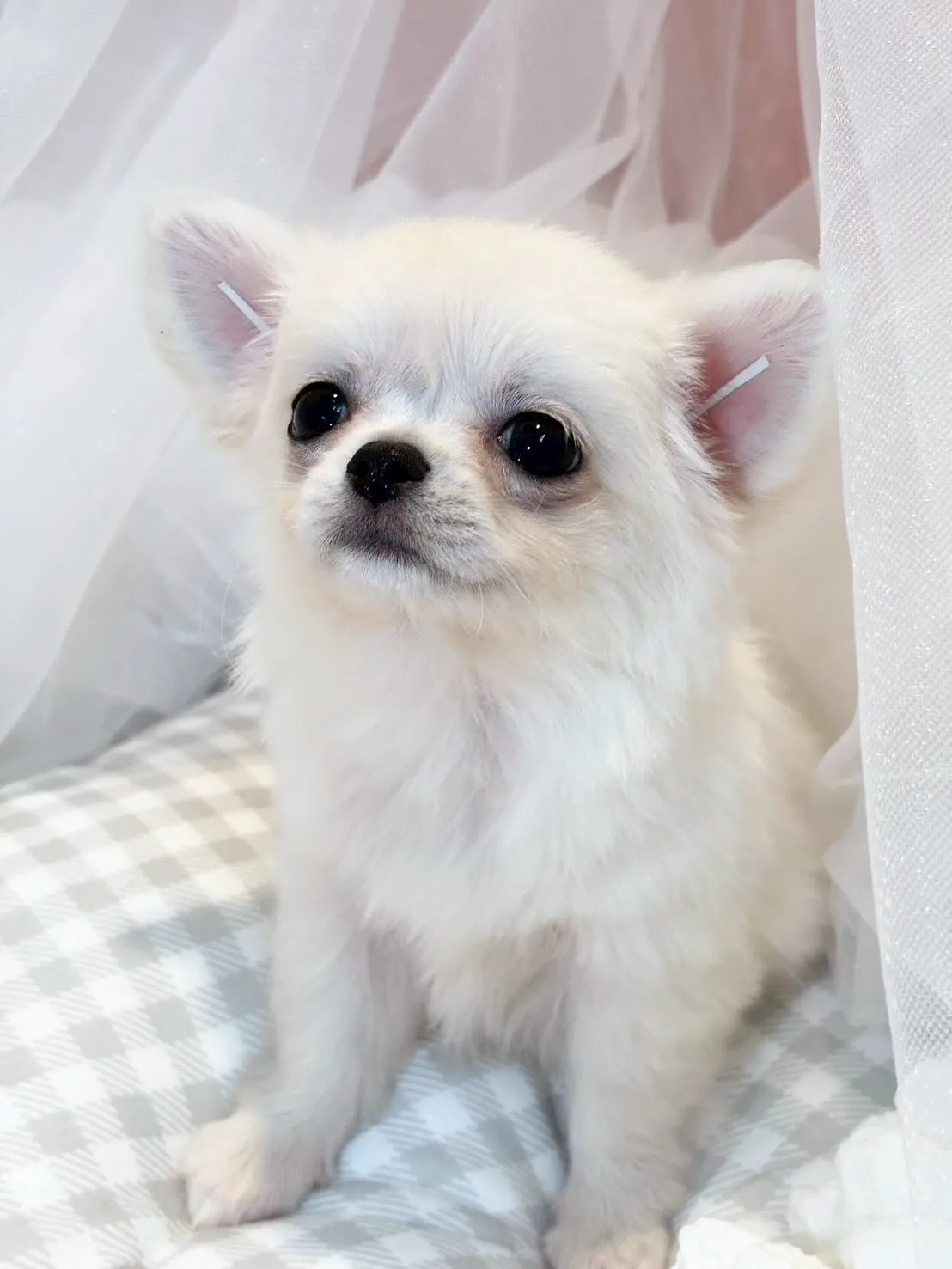 子犬分譲します