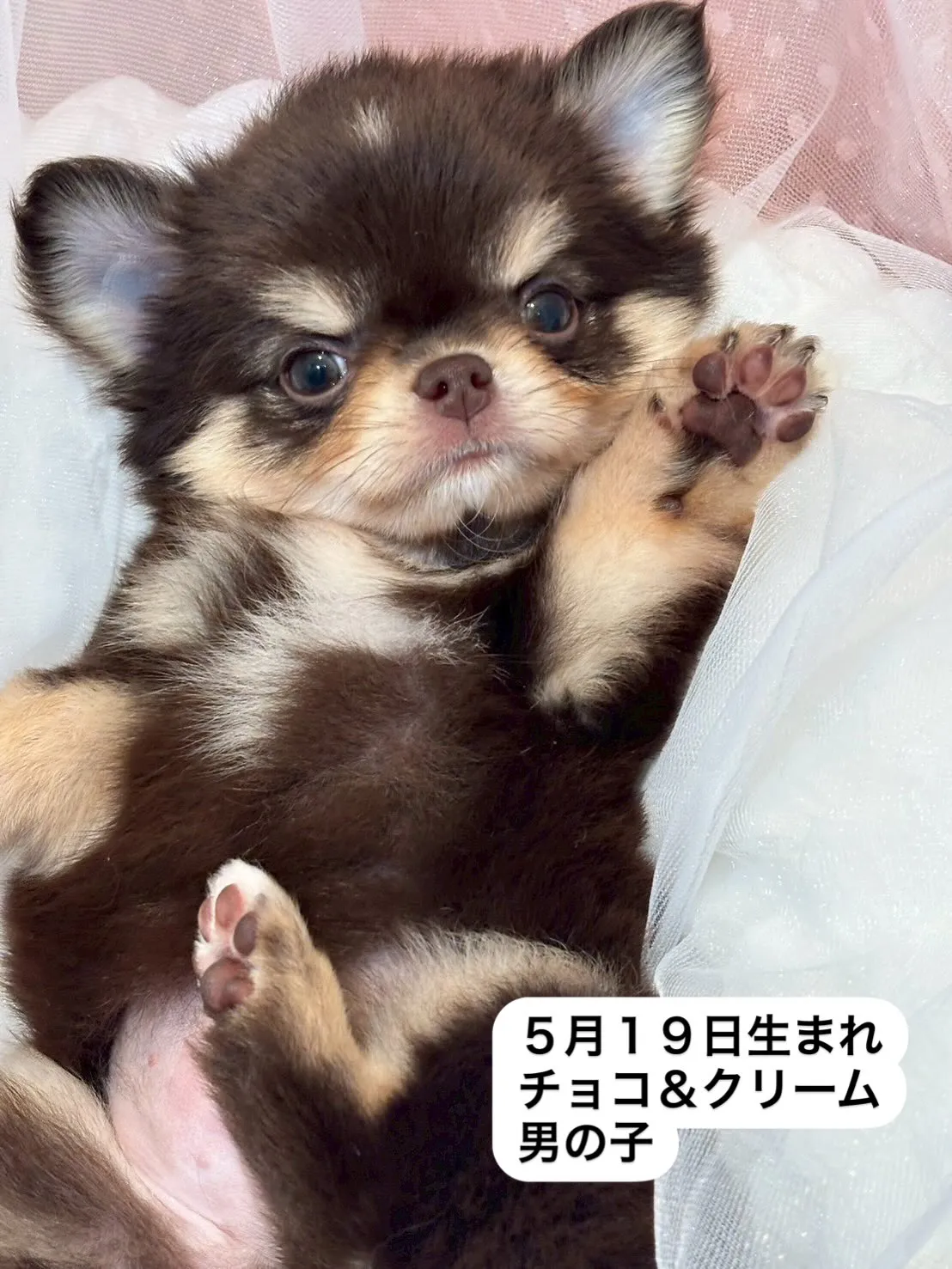 新しい家族募集中