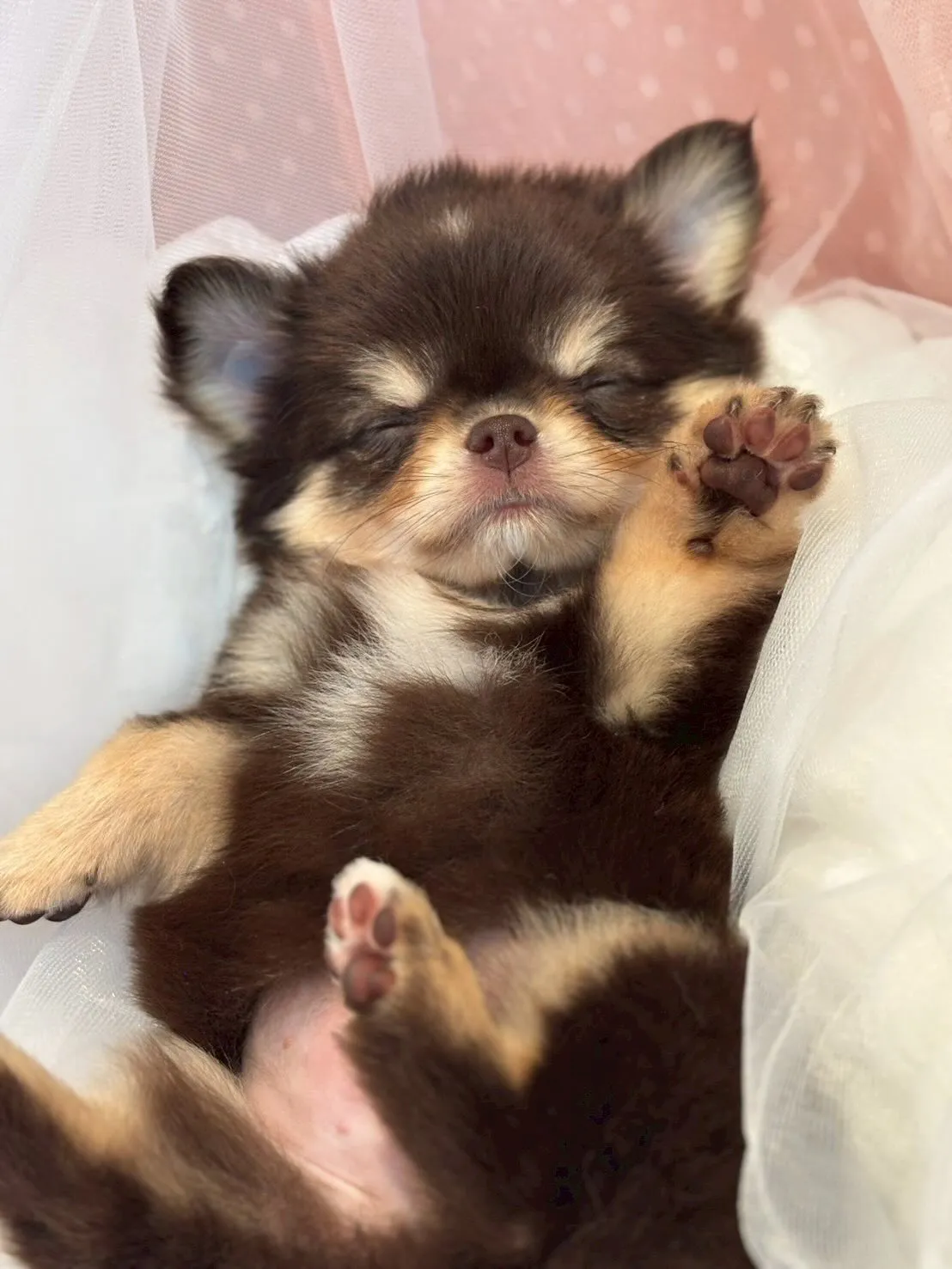 新しい家族募集中