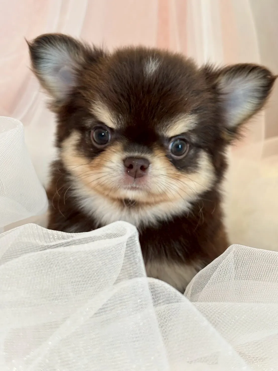 新しい家族募集中